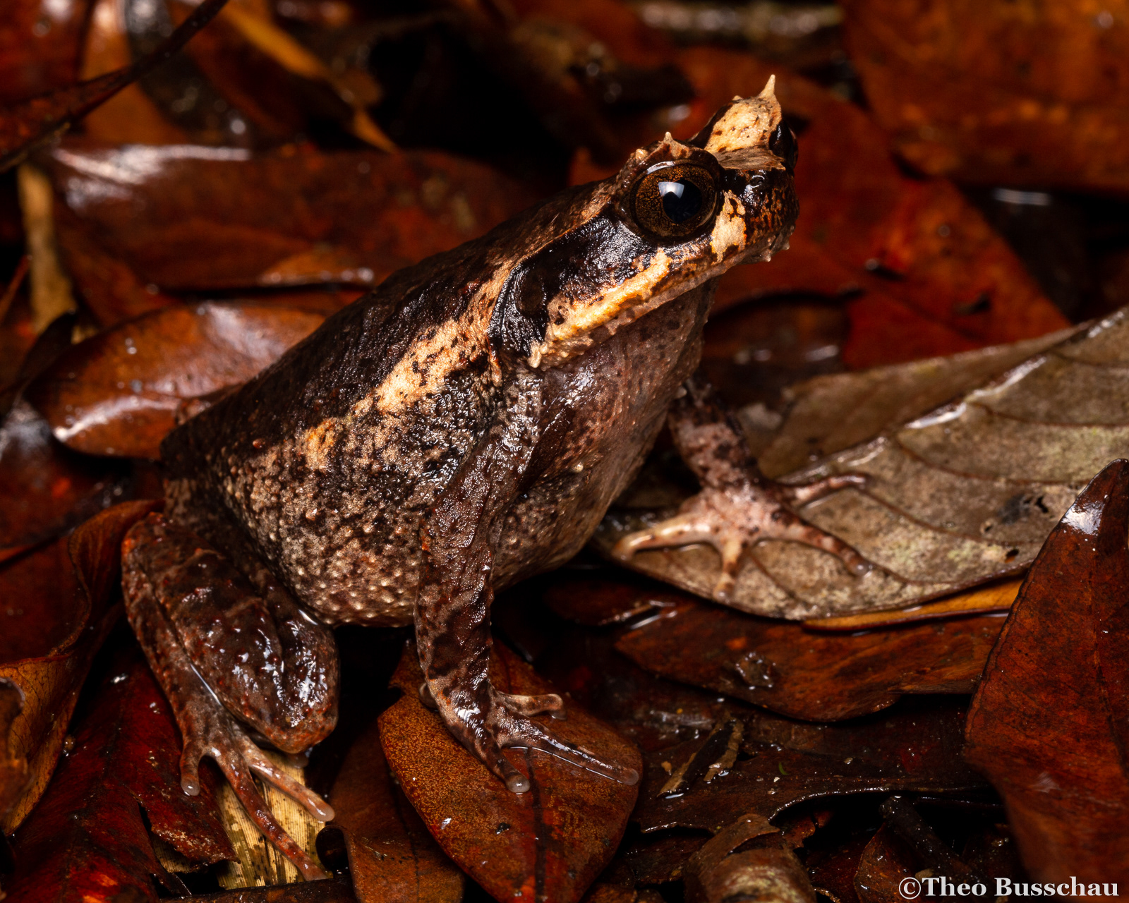 Kinabalu horned frog, Sabah, Malaysia.