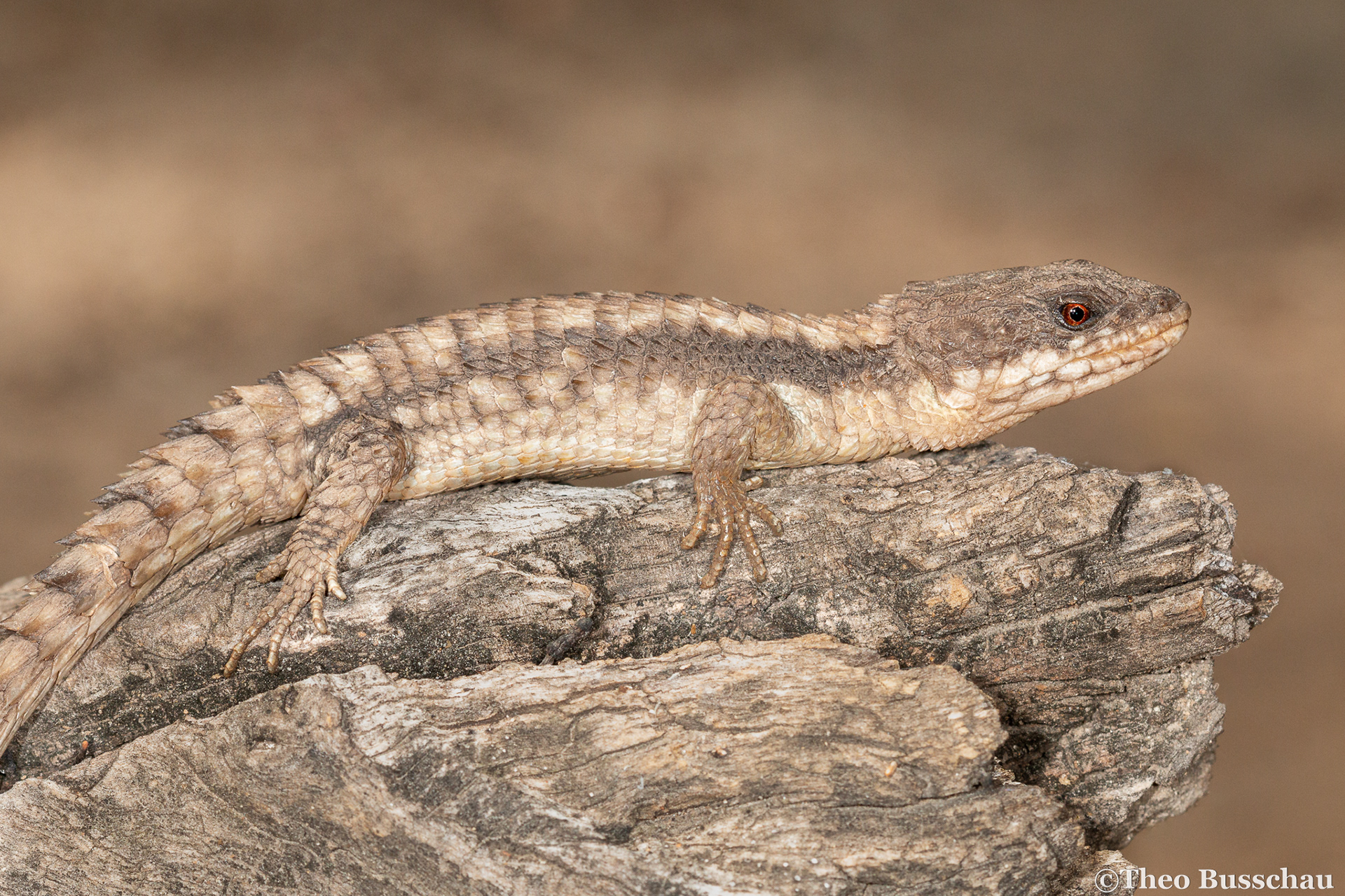 Jones' girdled lizard, Limpopo, South Africa.