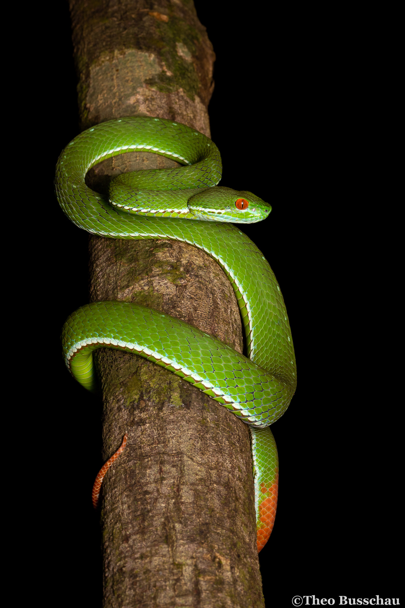 Ruby-eyed pit viper, Dong Nai, Vietnam.
