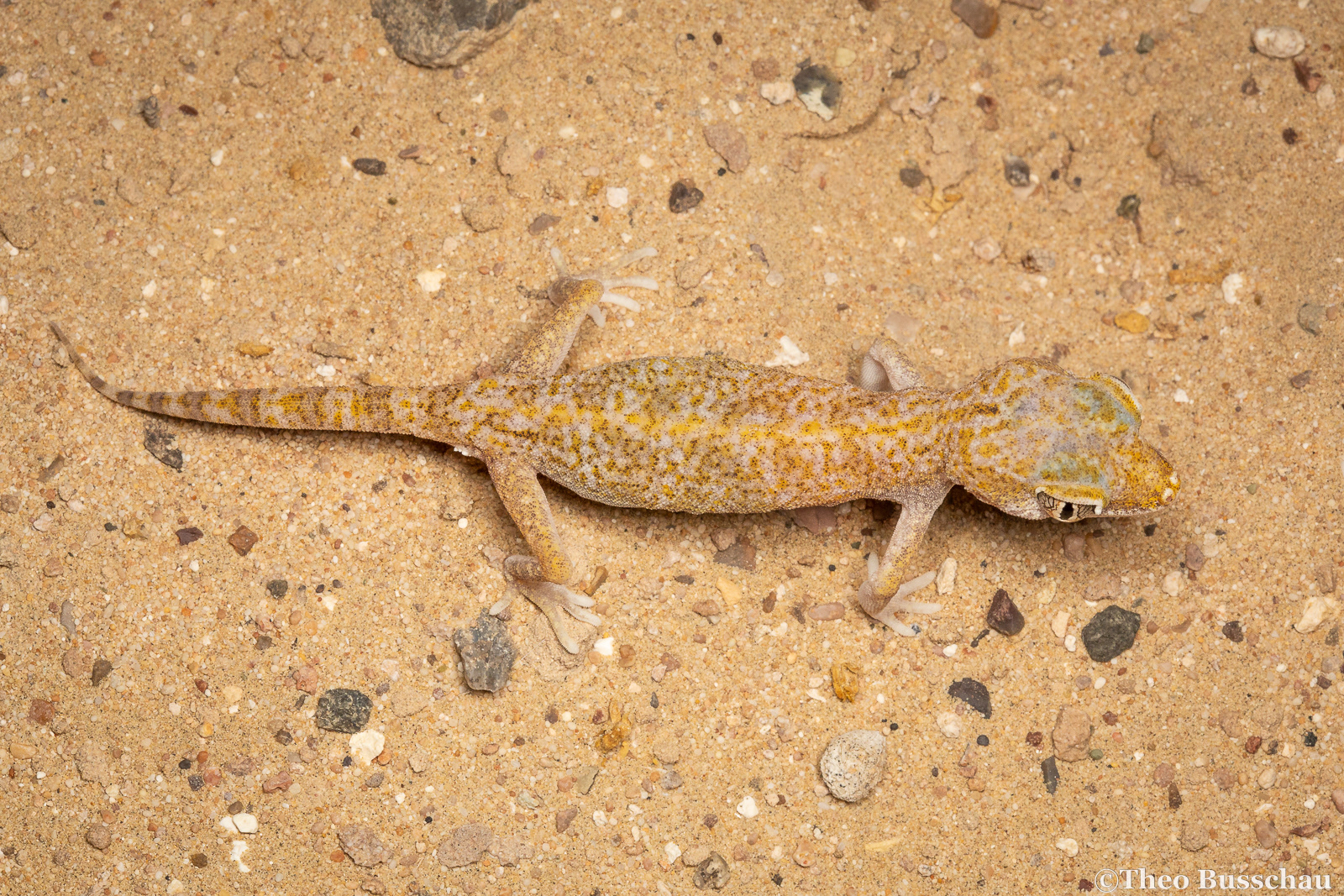 Slevin's short-fingered gecko, Dubai, United Arab Emirates.