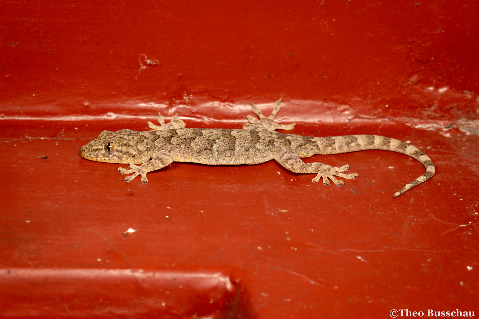 Peking gecko, Beijing, China.