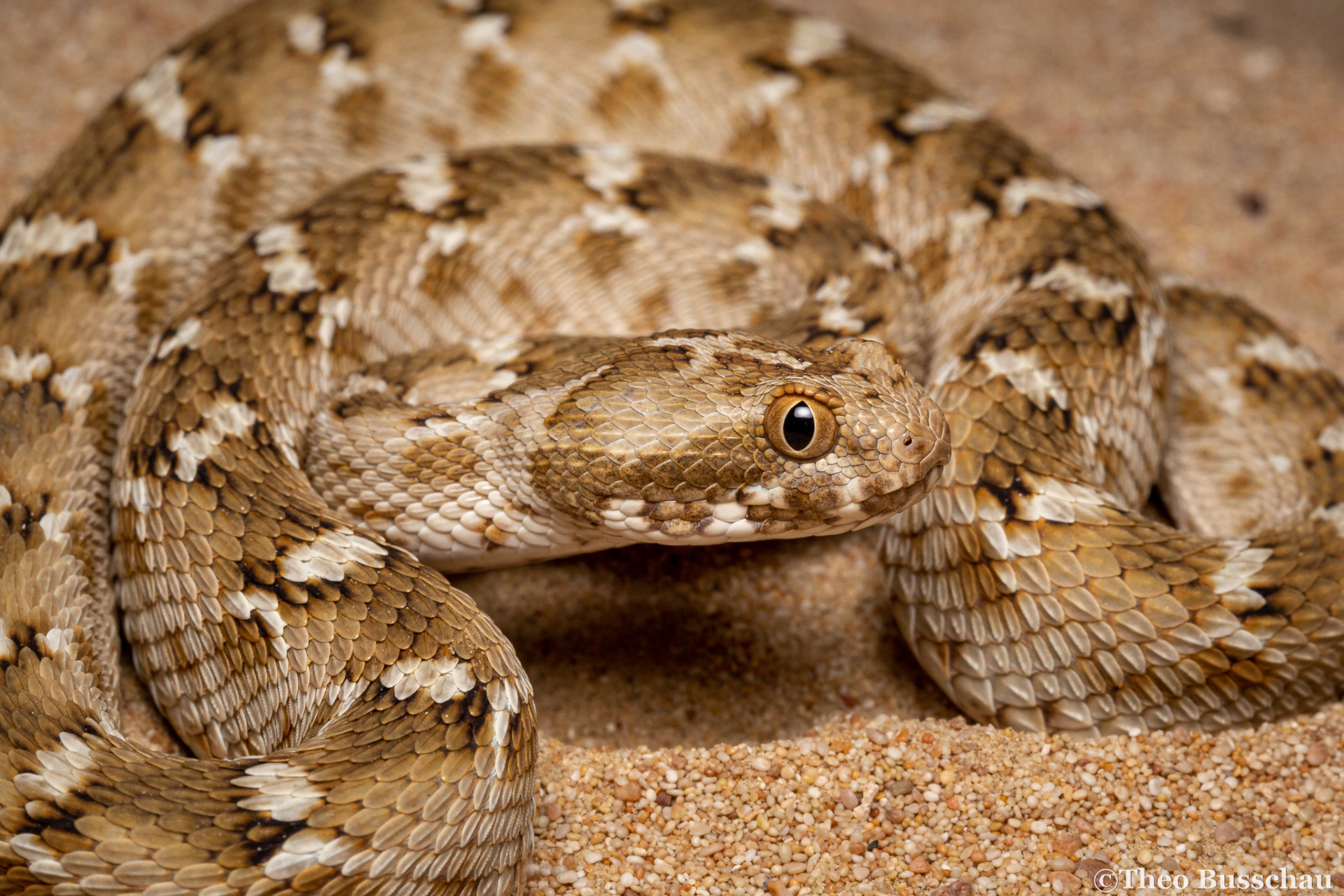 Sindh saw-scaled viper, Dubai, United Arab Emirates.