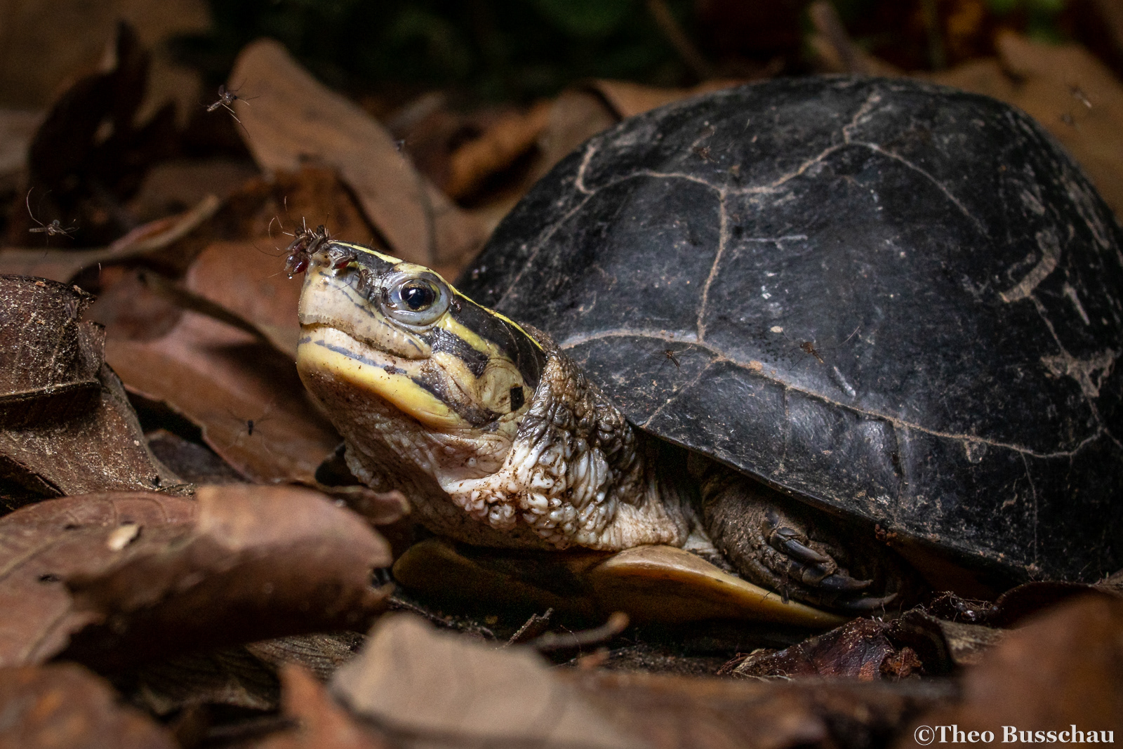 Southeast Asian box turtle, Sabah, Malaysia.
