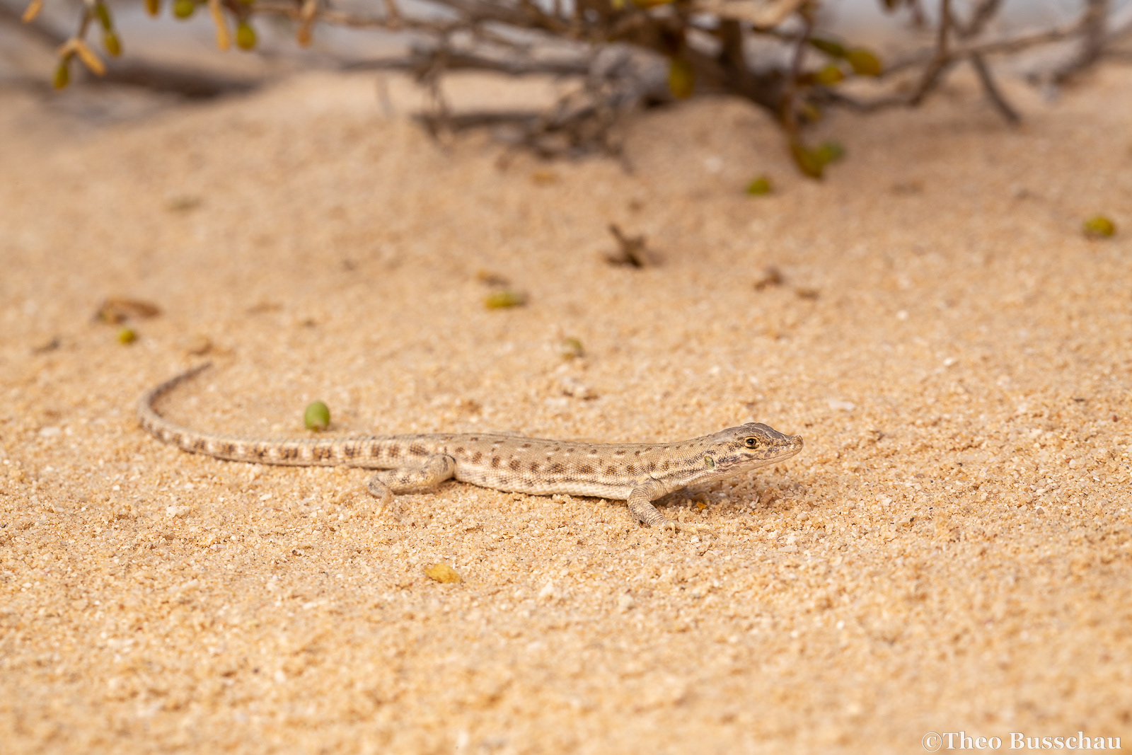 Blanford's short-nosed desert lizard , Abu Dhabi, United Arab Emirates.