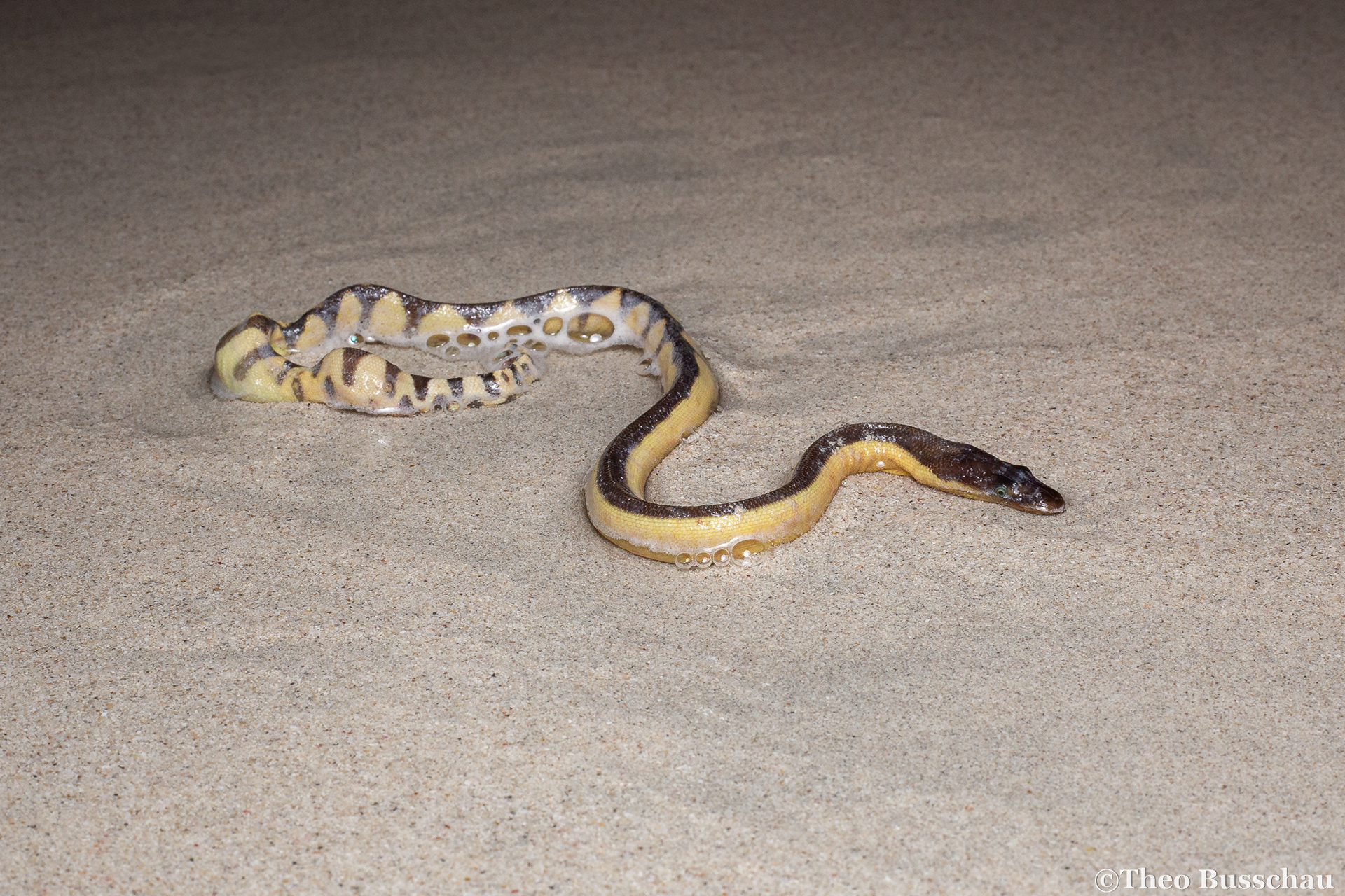Yellow-bellied sea snake, Abu Dhabi, United Arab Emirates.