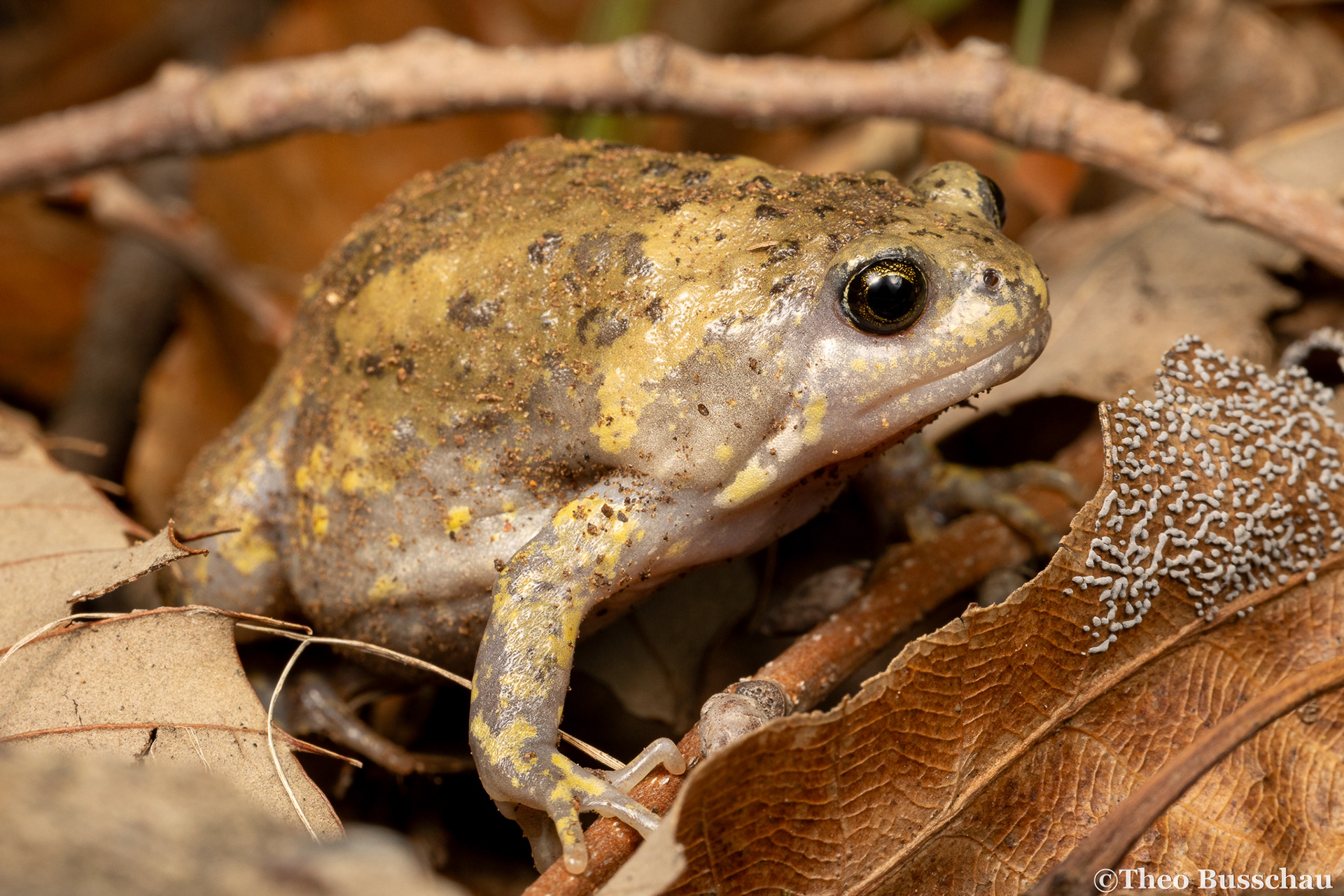 Boreal digging frog, Beijing, China.