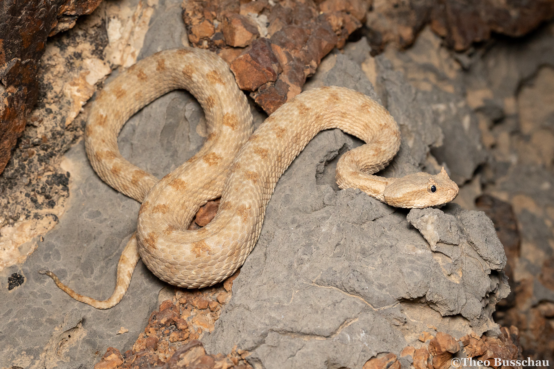 Persian horned viper, Ras al Khaimah, United Arab Emirates.