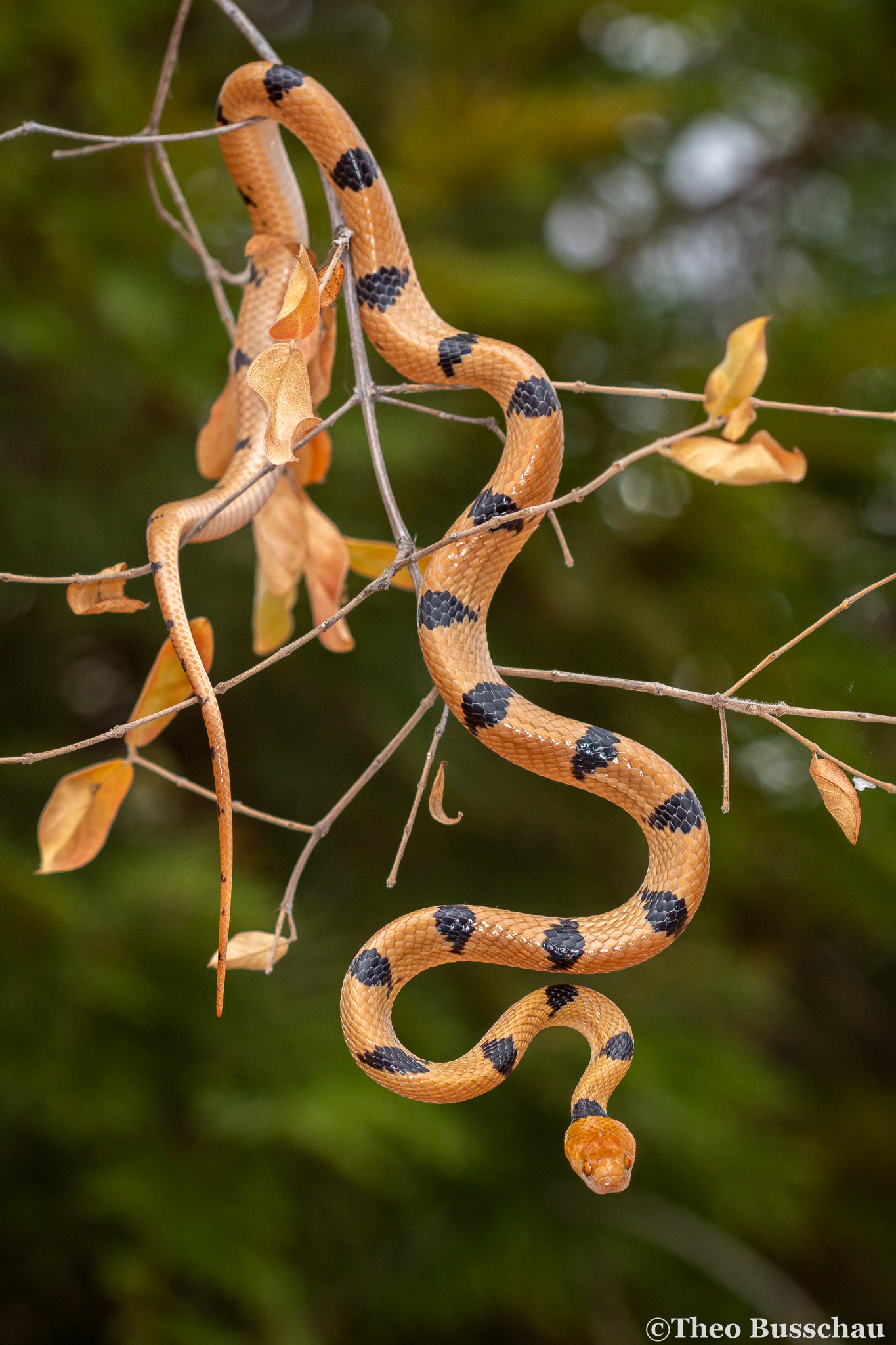 Eastern tiger snake, Limpopo, South Africa.