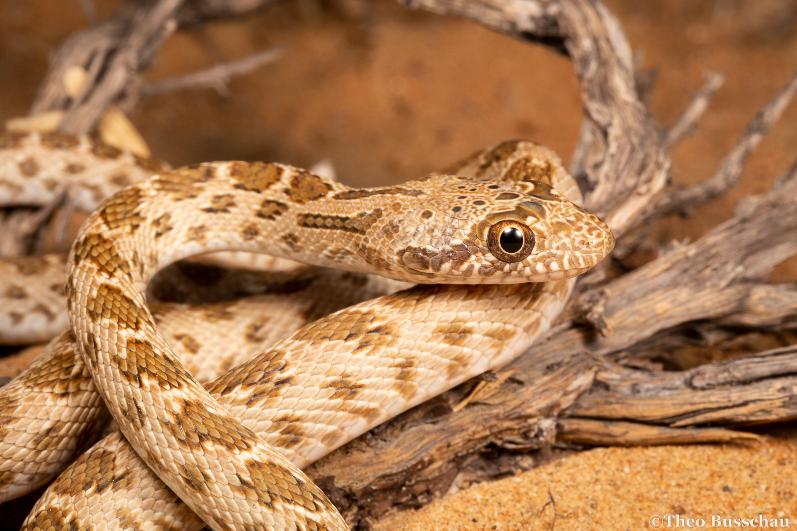 Diadem snake, Umm Al Quwain, United Arab Emirates.