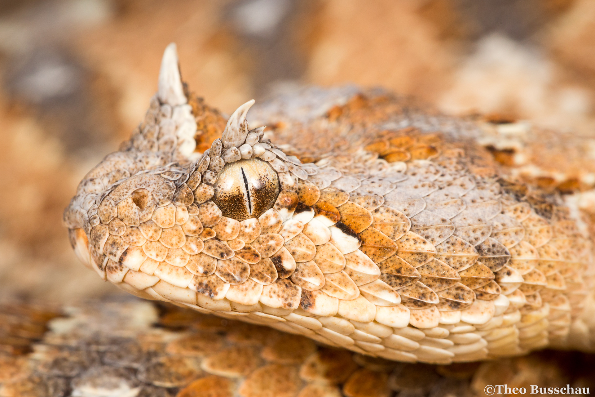 Horned adder, Karas, Namibia