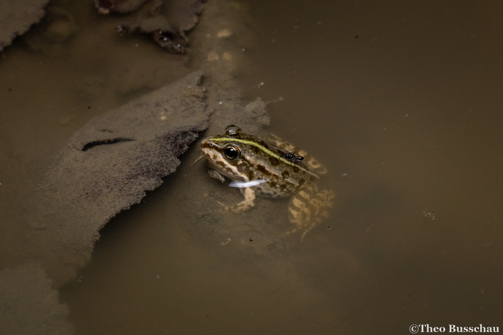 Marsh frog, Ferrara, Italy.