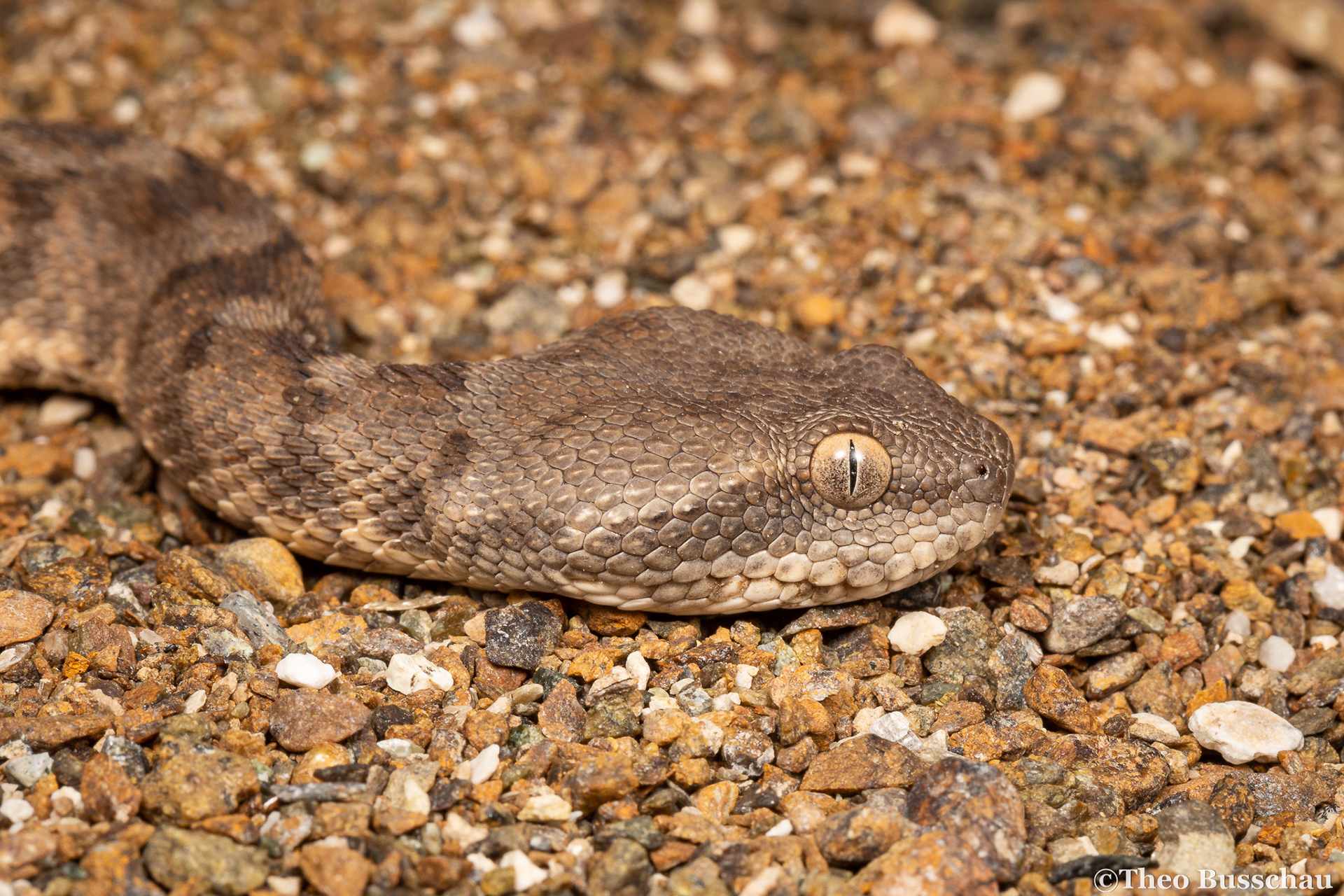 Oman saw-scaled viper, Madha, Oman.