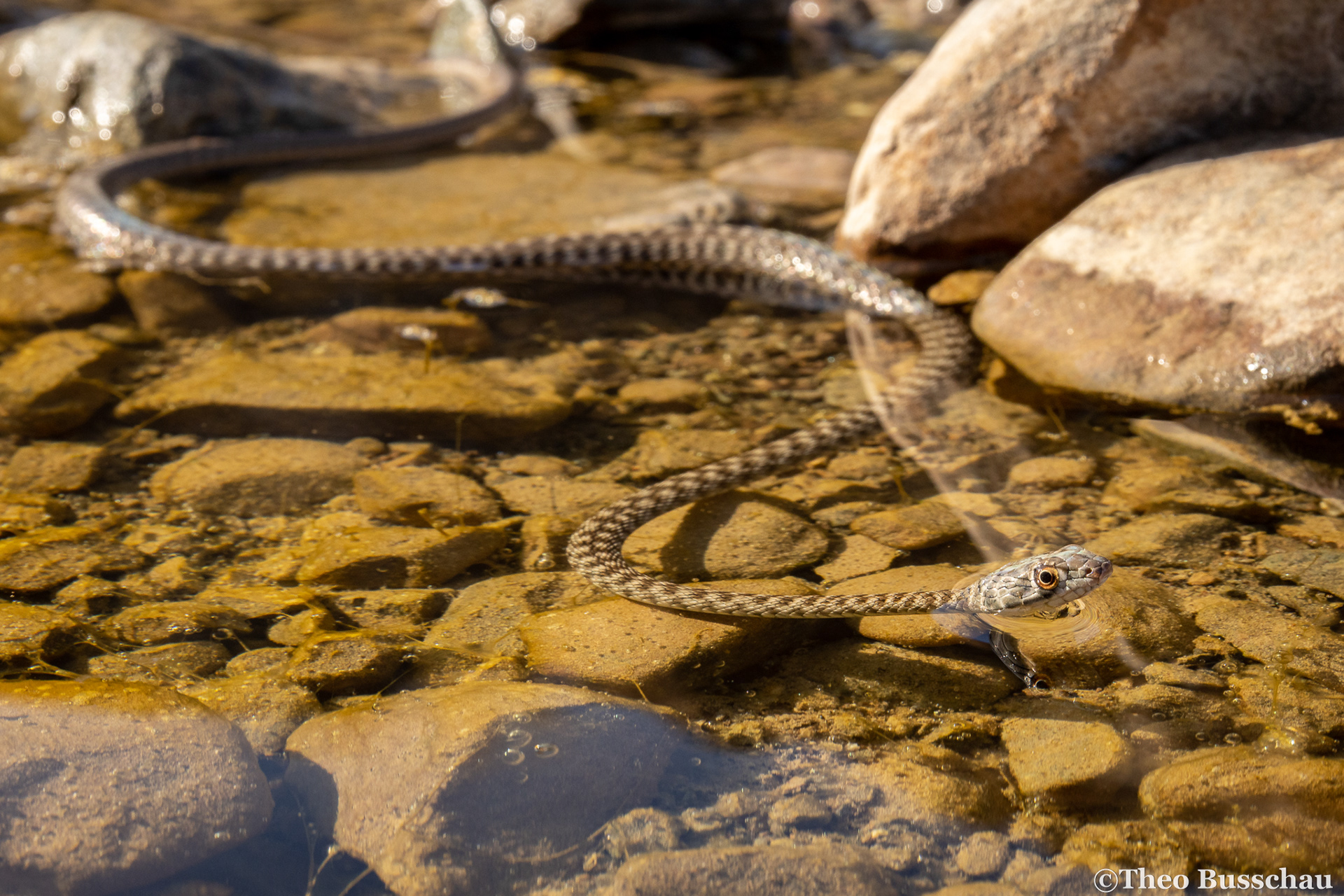 Wadi racer, Ras Al Khaimah, United Arab Emirates.