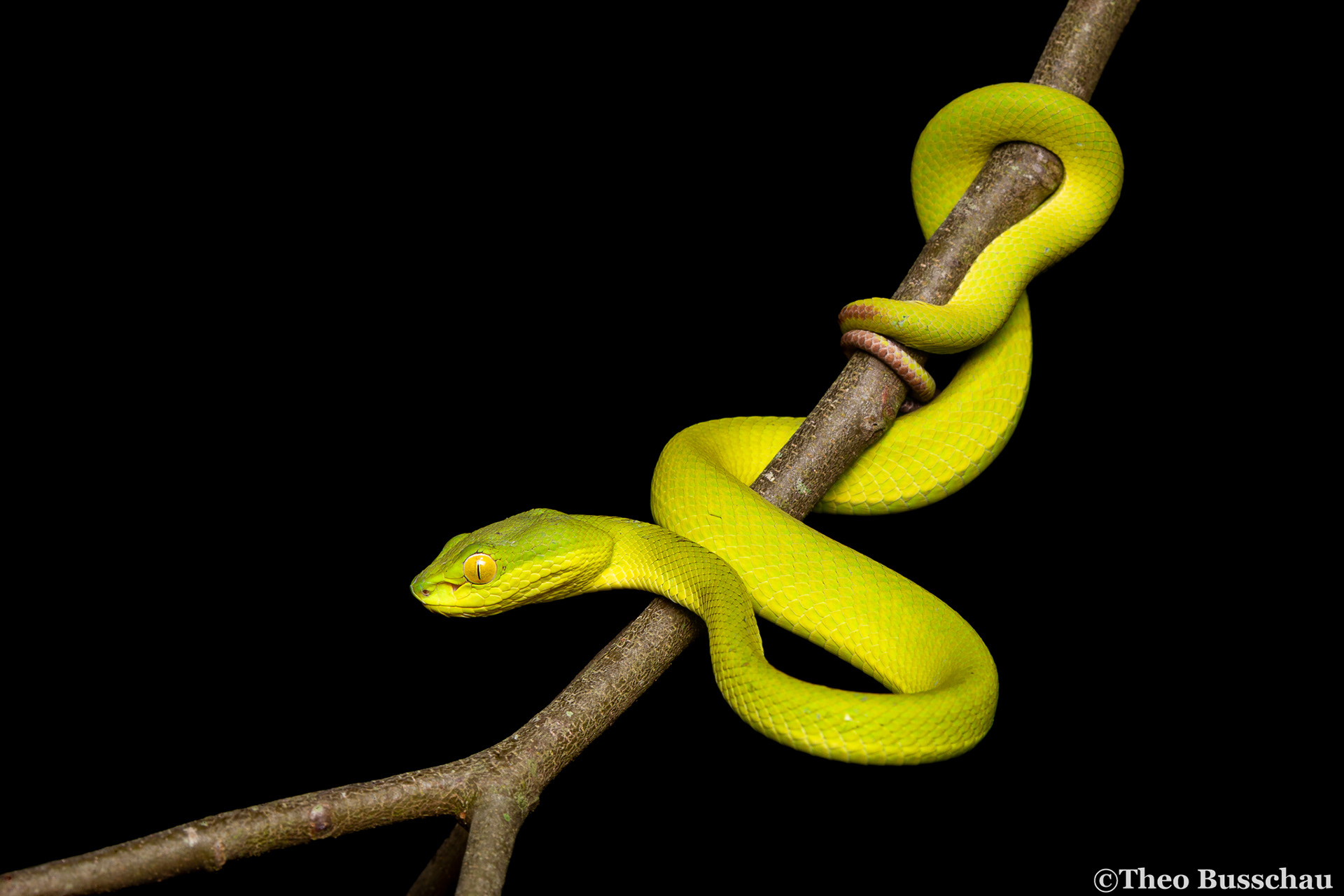 White-lipped tree viper, Dong Nai, Vietnam.