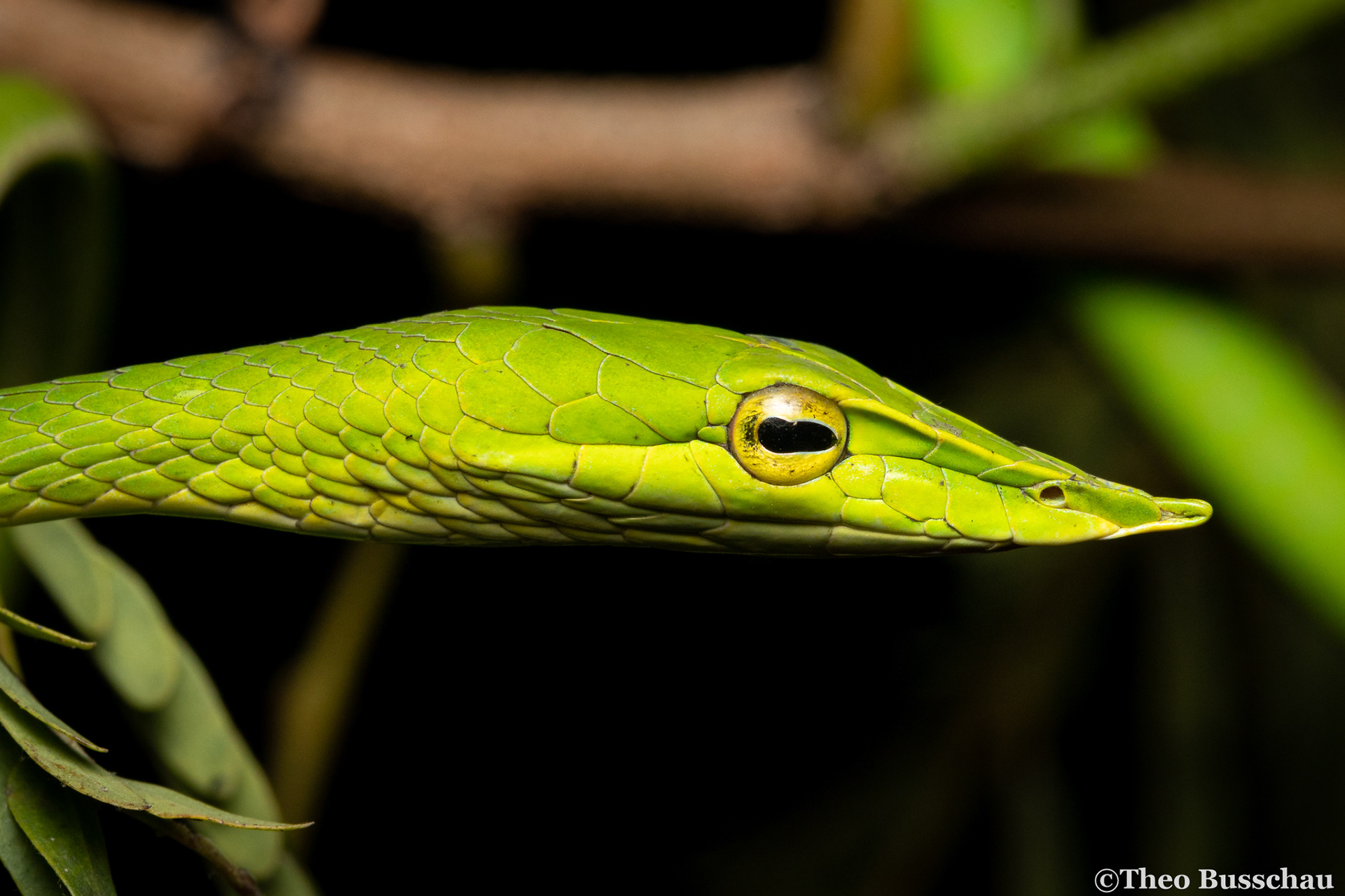 Dark whip snake, Bangkok, Thailand.