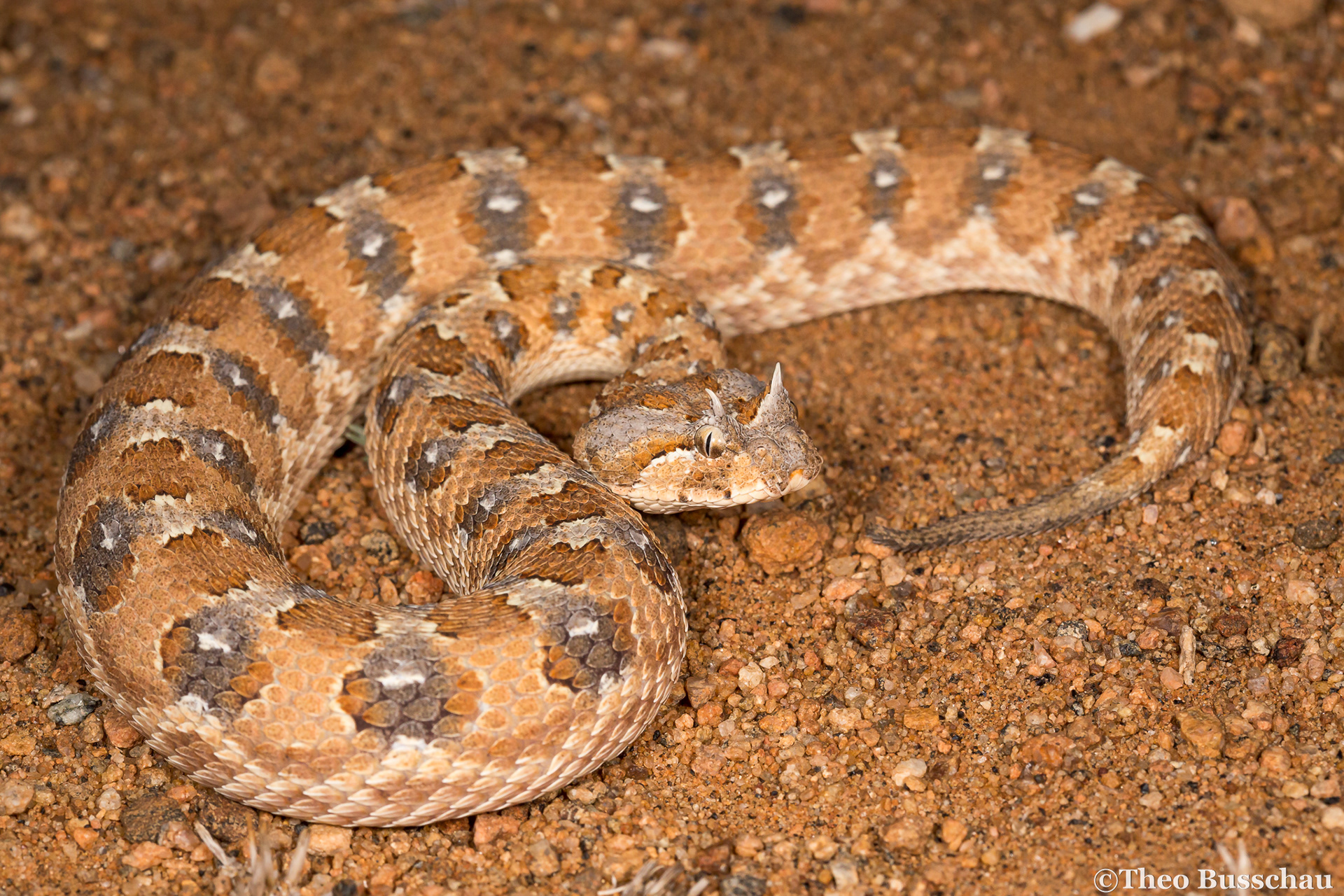 Horned adder, Karas, Namibia