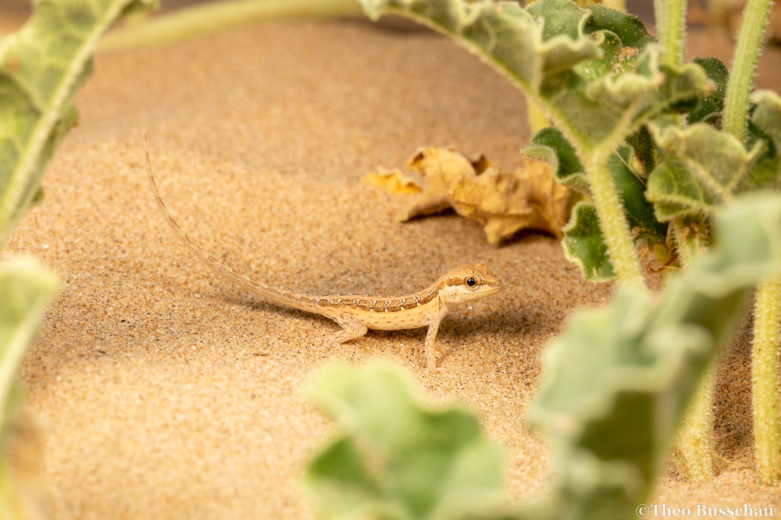 Least semaphore gecko, Dubai, United Arab Emirates.