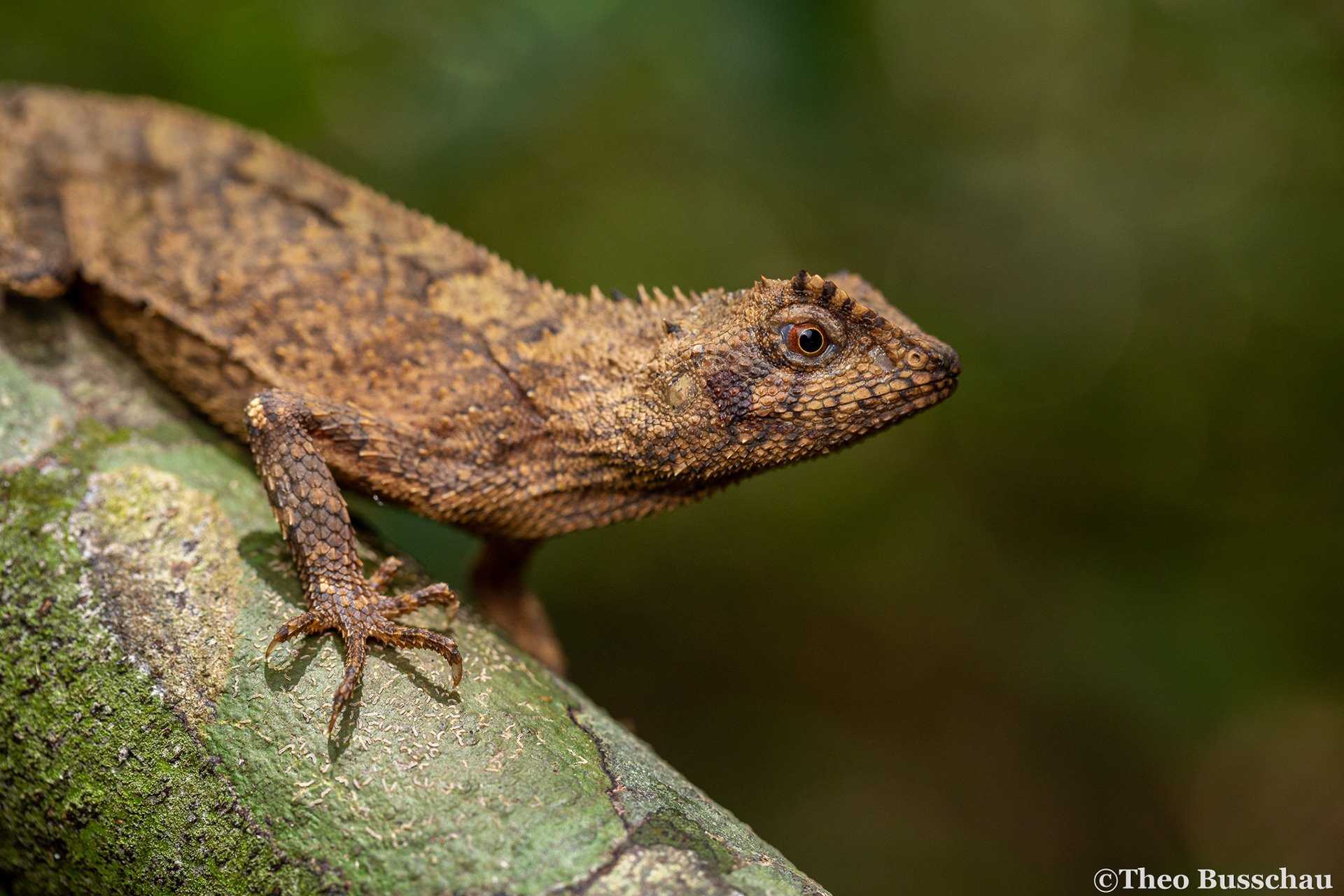 Crowned spiny lizard, Dong Nai, Vietnam.