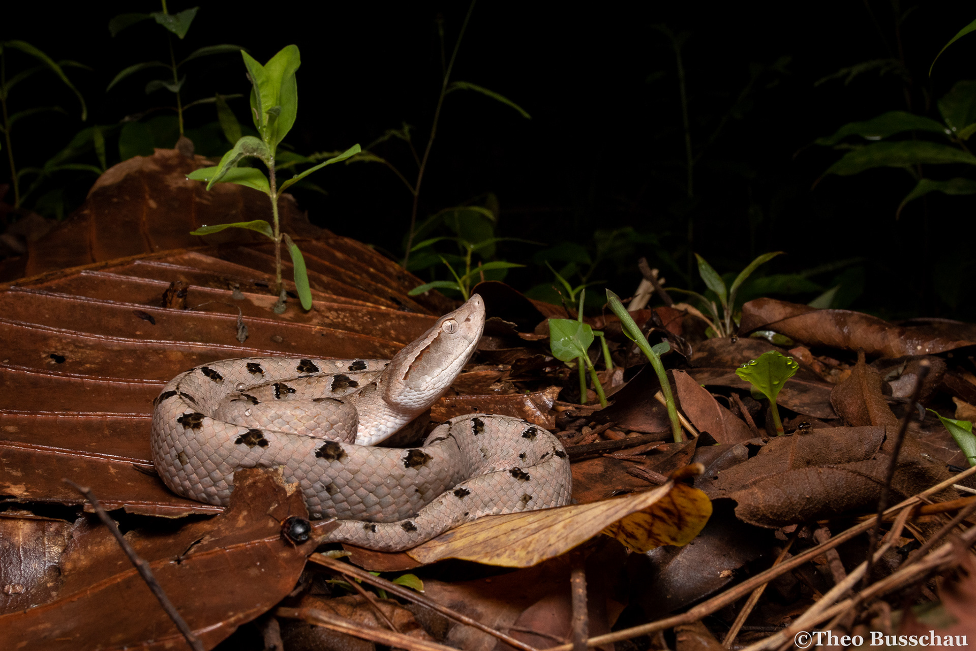 Malayan pit viper, Dong Nai, Vietnam.