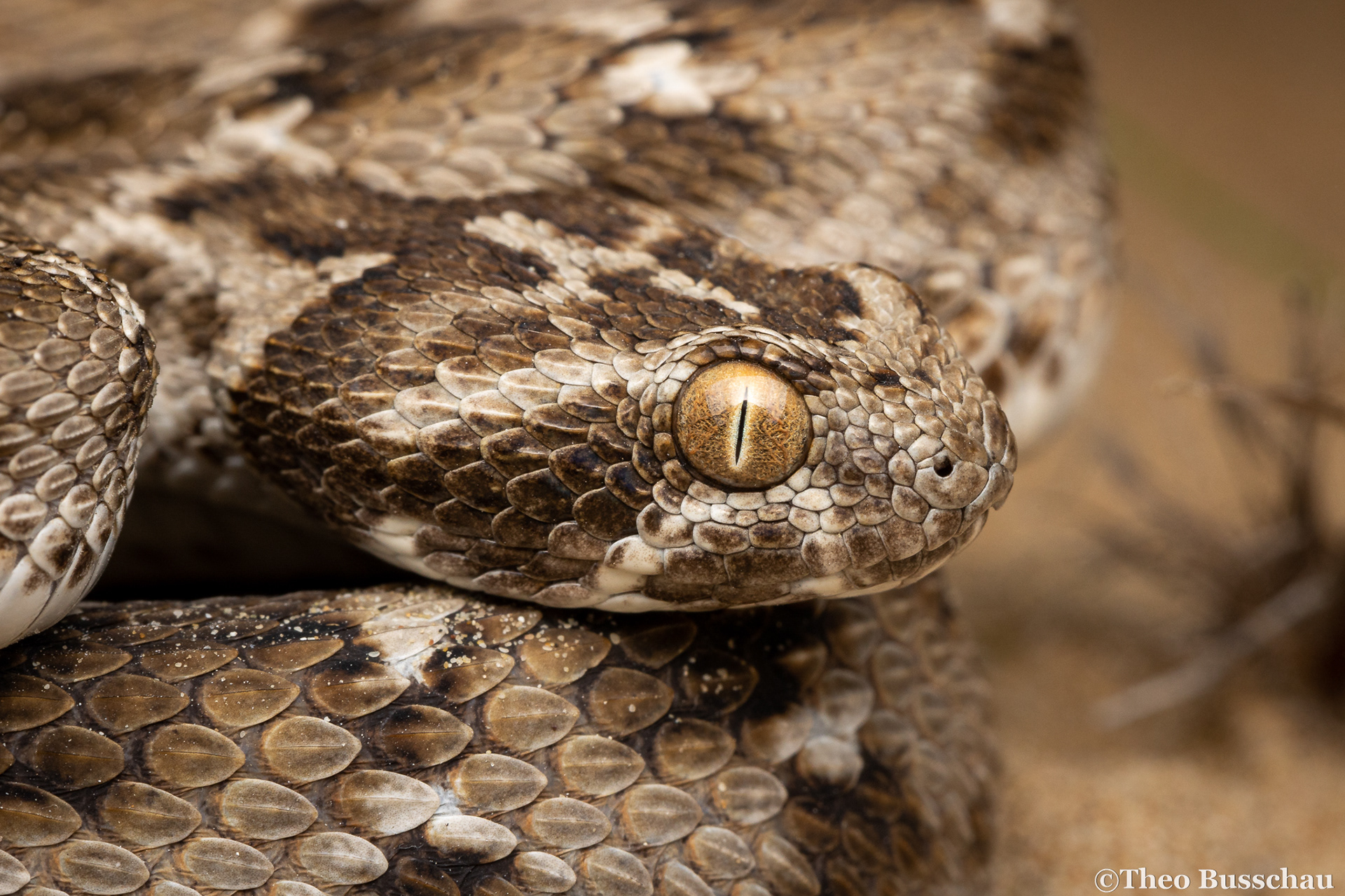 Sindh saw-scaled viper, Dubai, United Arab Emirates.