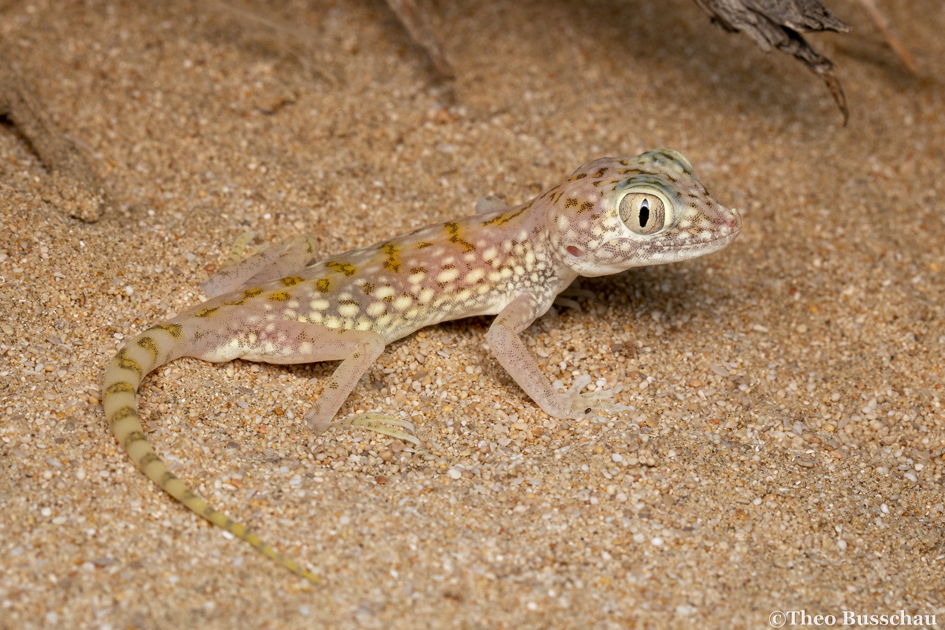 Doria's short-fingered gecko, Abu Dhabi, United Arab Emirates.