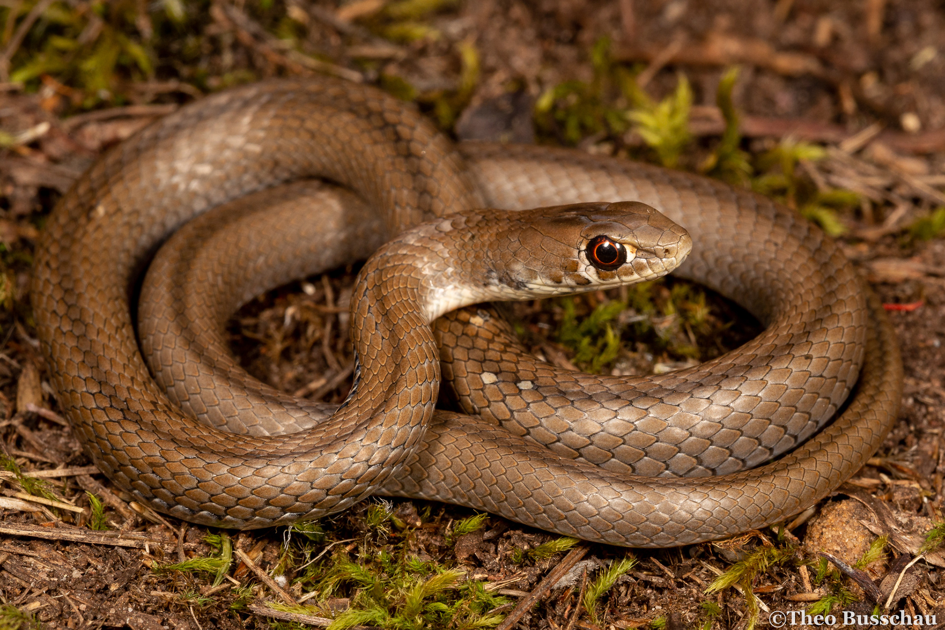 Cross-marked grass snake, Western Cape, South Africa.