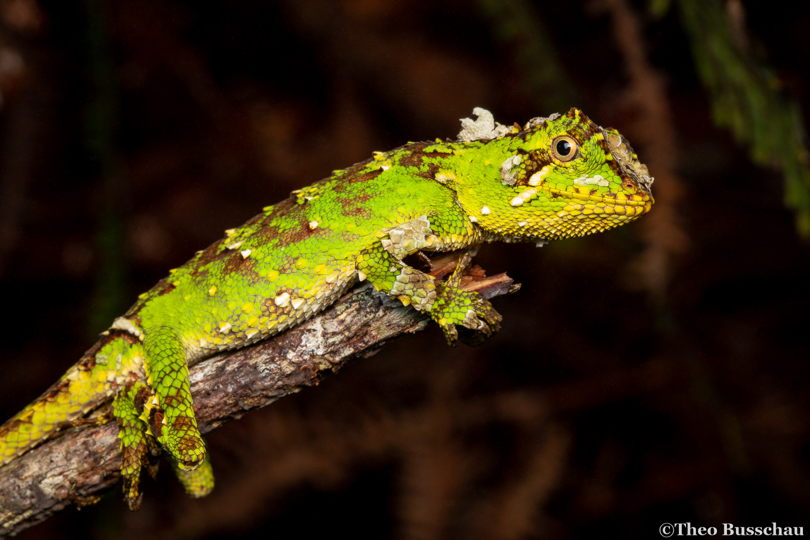 Sabah eyebrow lizard, Sabah, Malaysia.