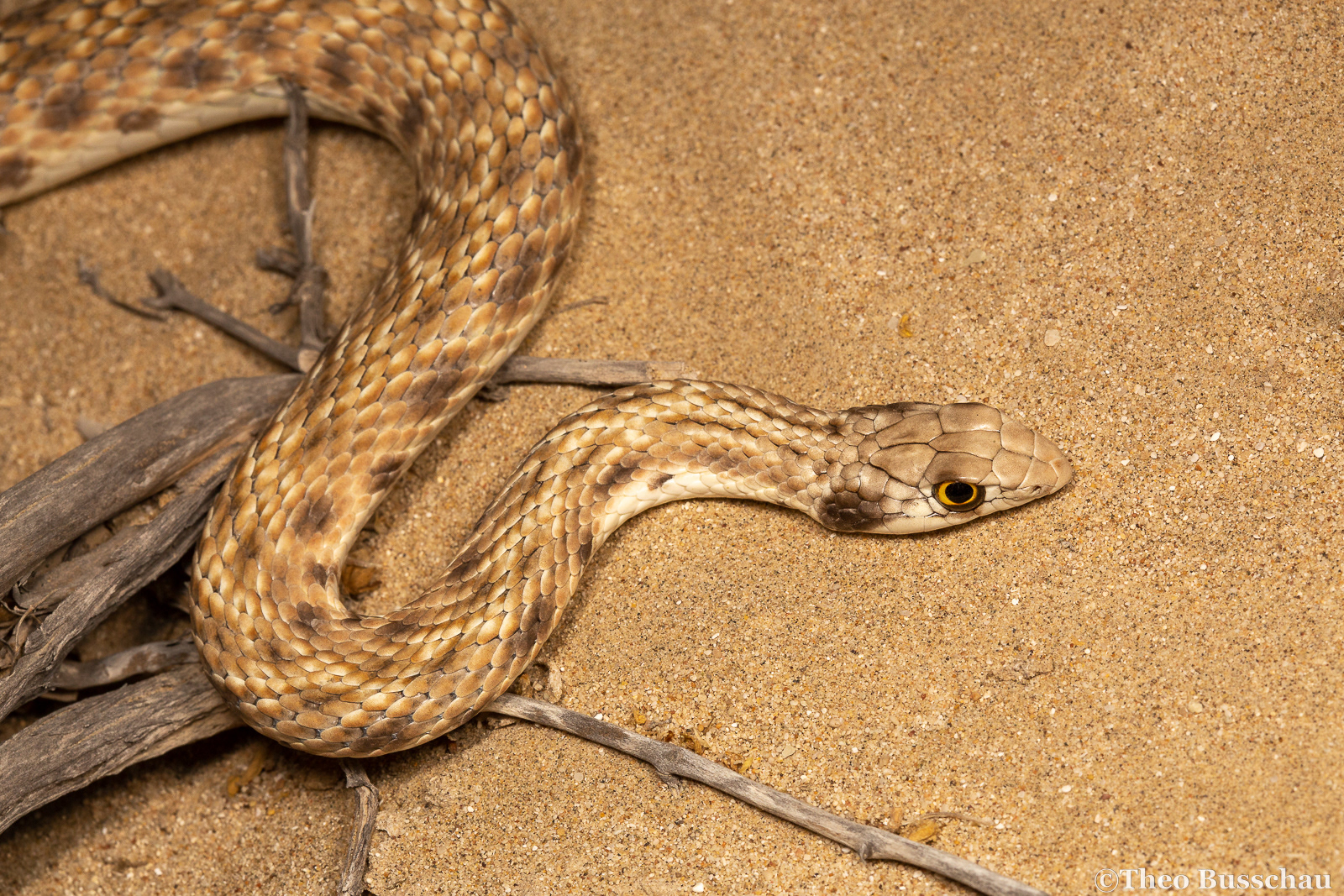 Hooded malpolon , Abu Dhabi, United Arab Emirates.