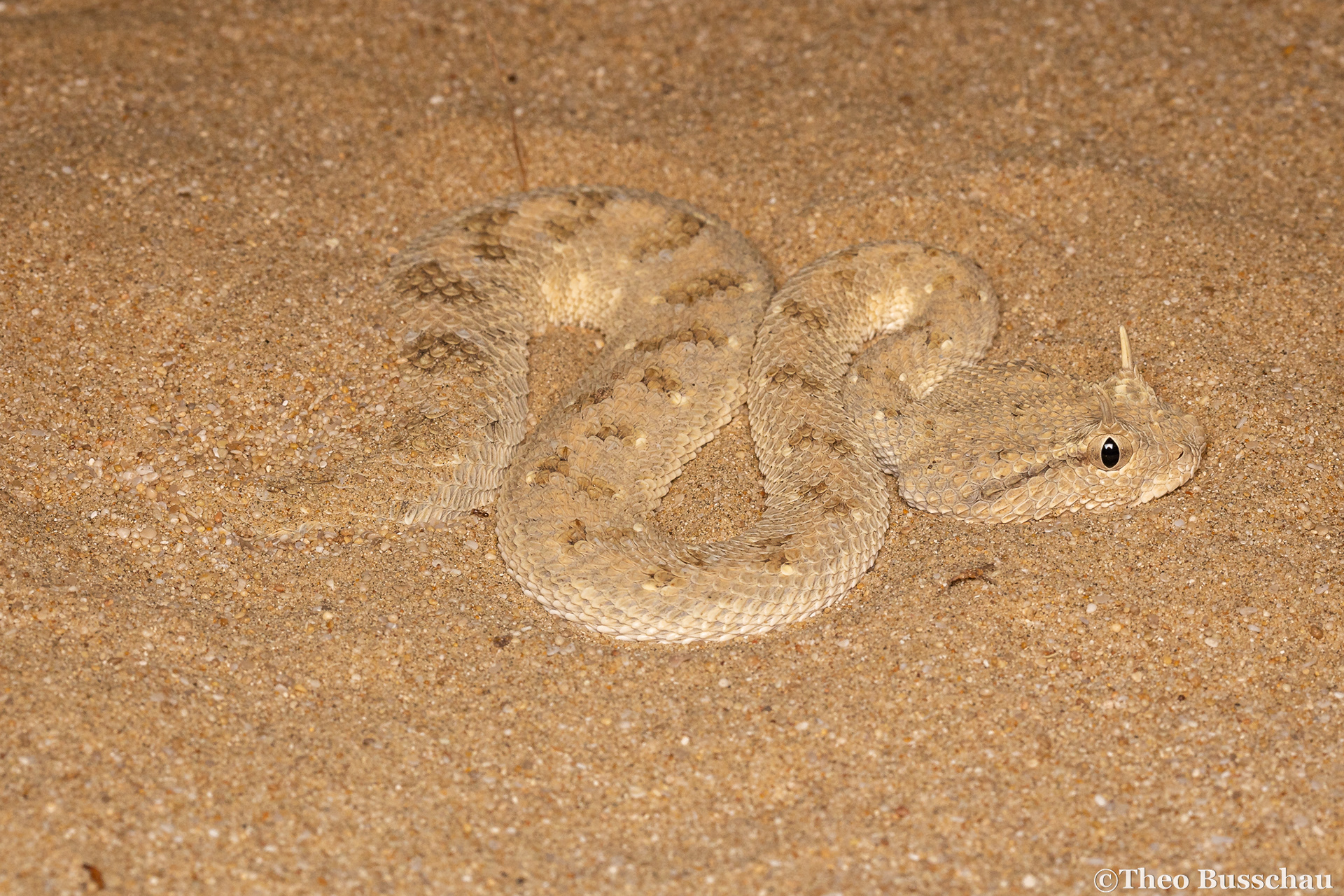 Arabian horned viper, Abu Dhabi, United Arab Emirates.
