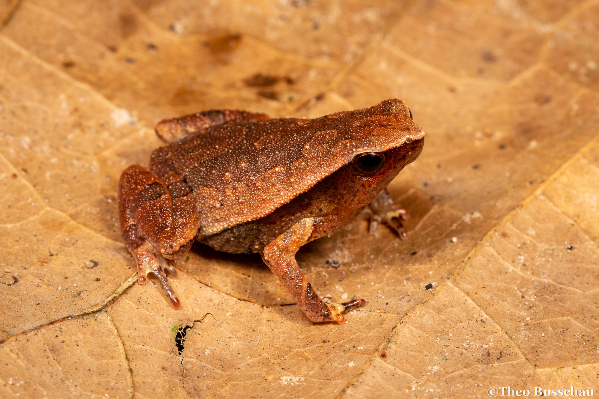 Malayan sticky frog, Selangor, Malaysia.