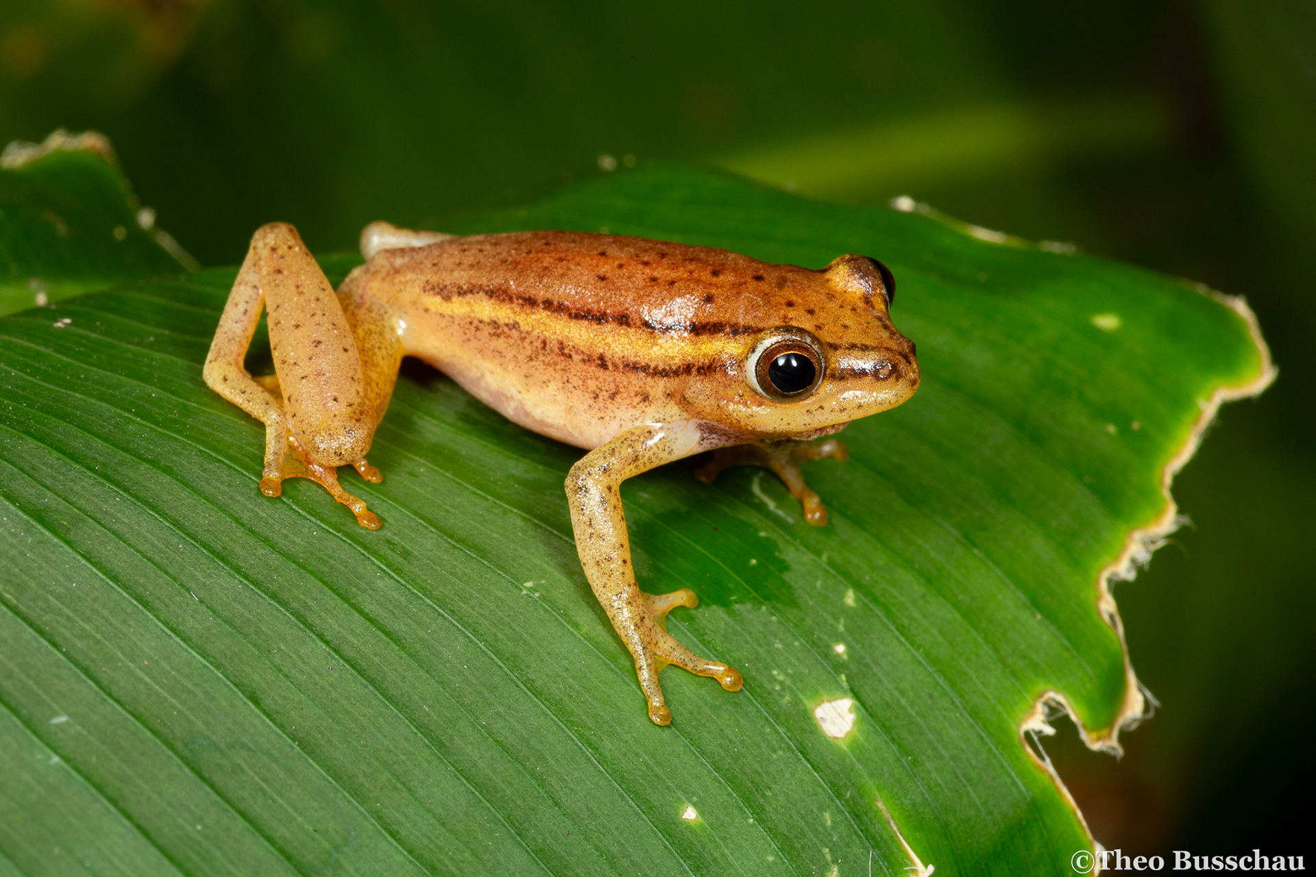 Argus reed frog, KwaZulu-Natal, South Africa.