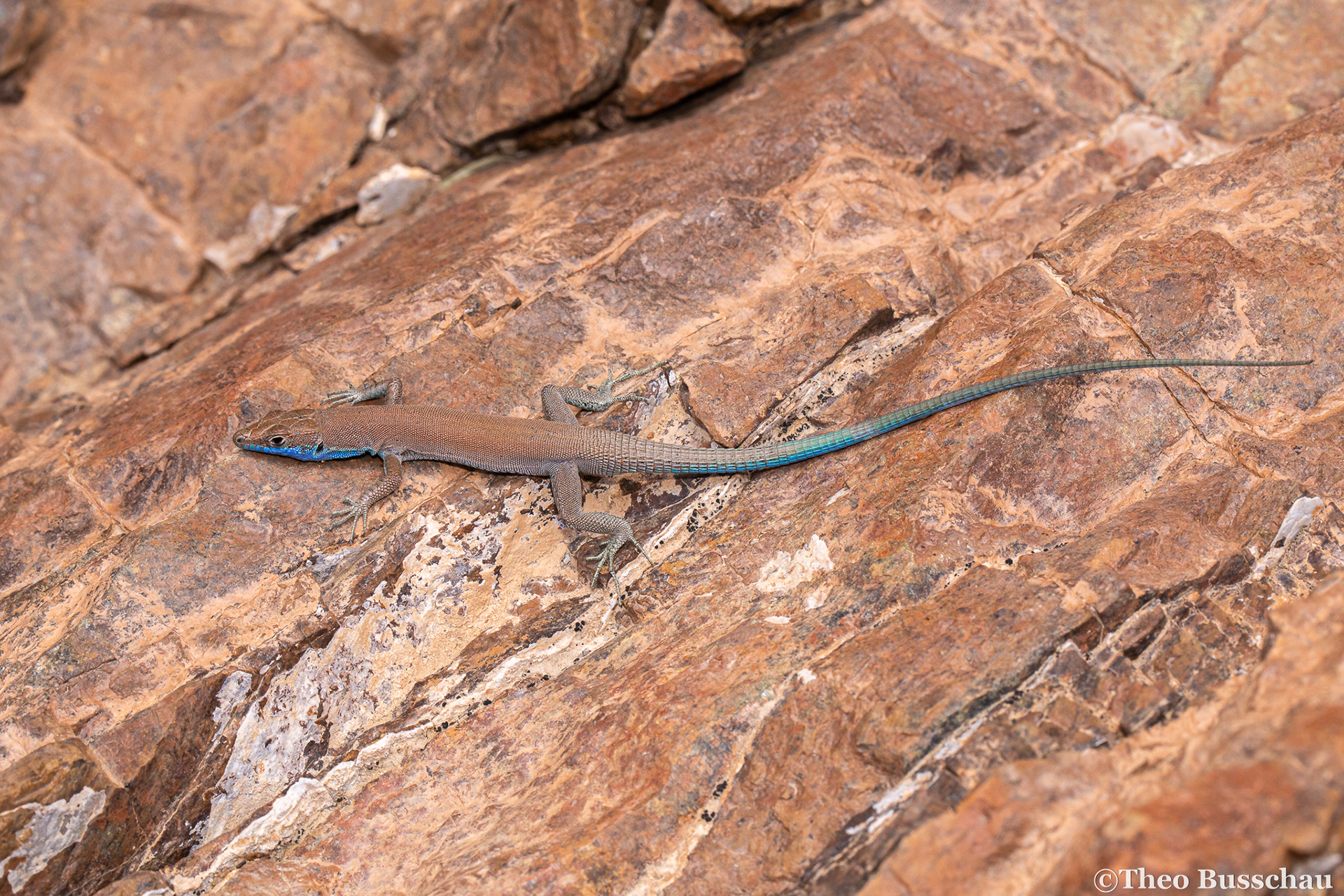 Blue-tailed Oman lizard, Fujairah, United Arab Emirates.