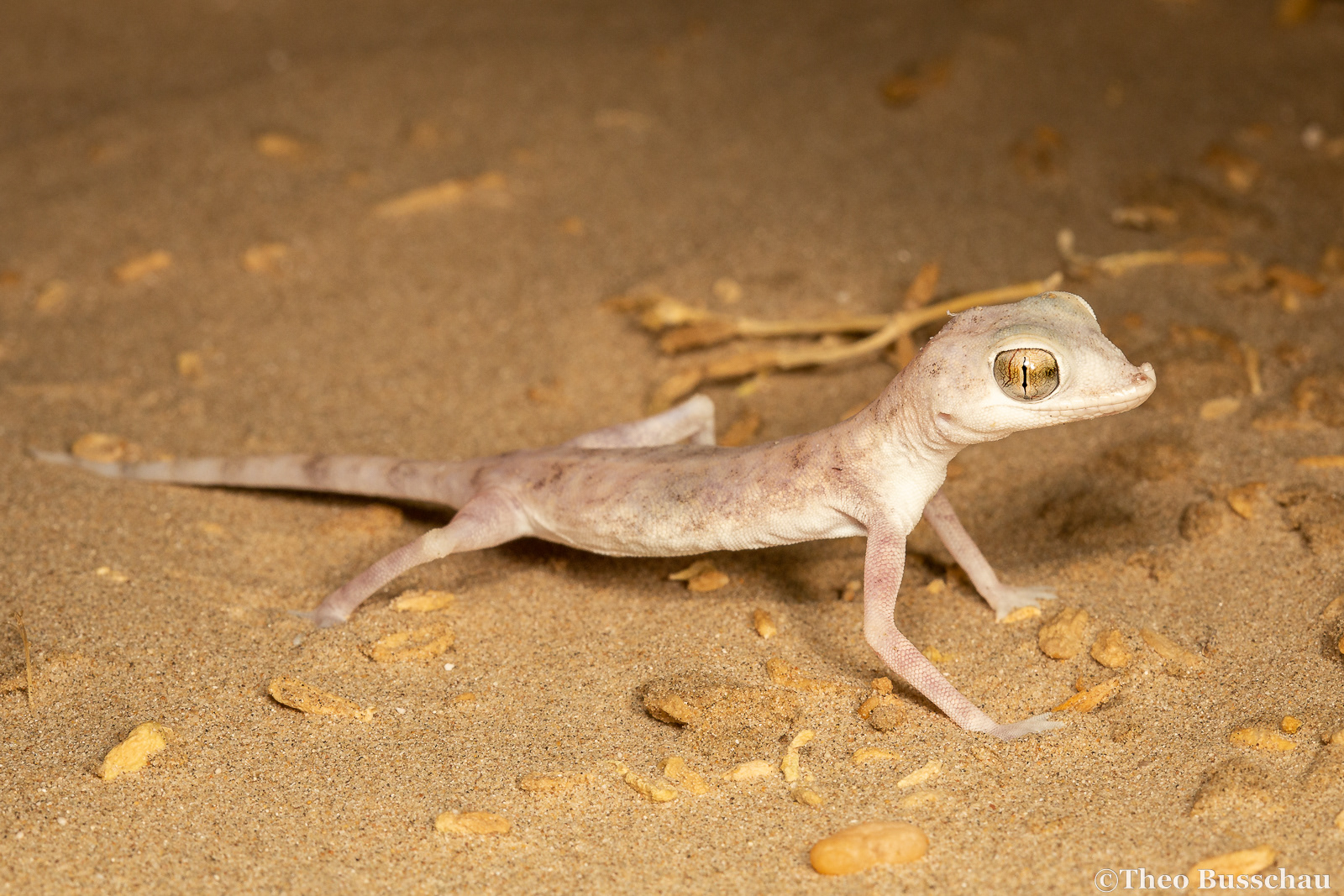 Gulf Short-fingered Gecko, Abu Dhabi, United Arab Emirates