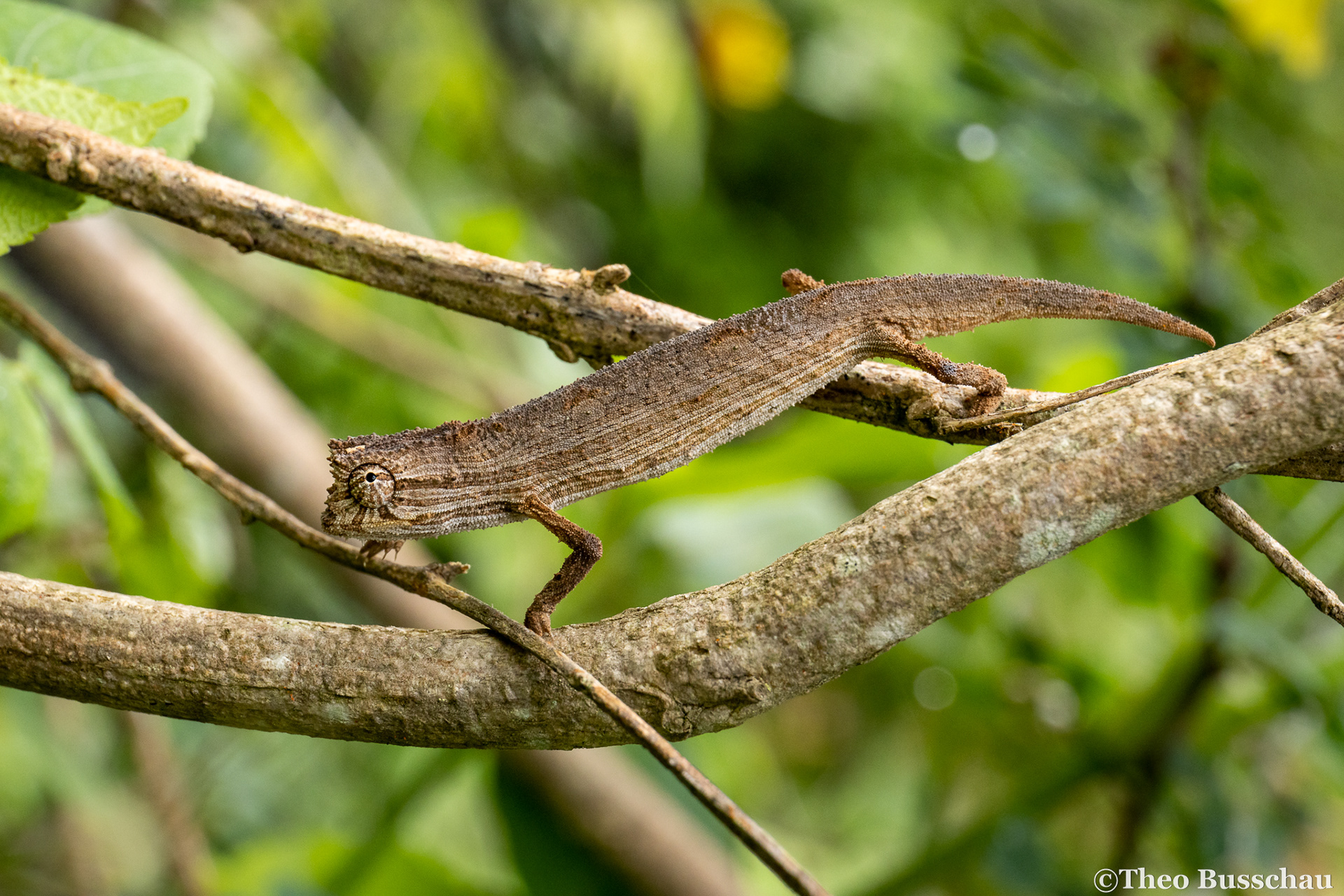 Kersten's pygmy chameleon, Taita–Taveta, Kenya.