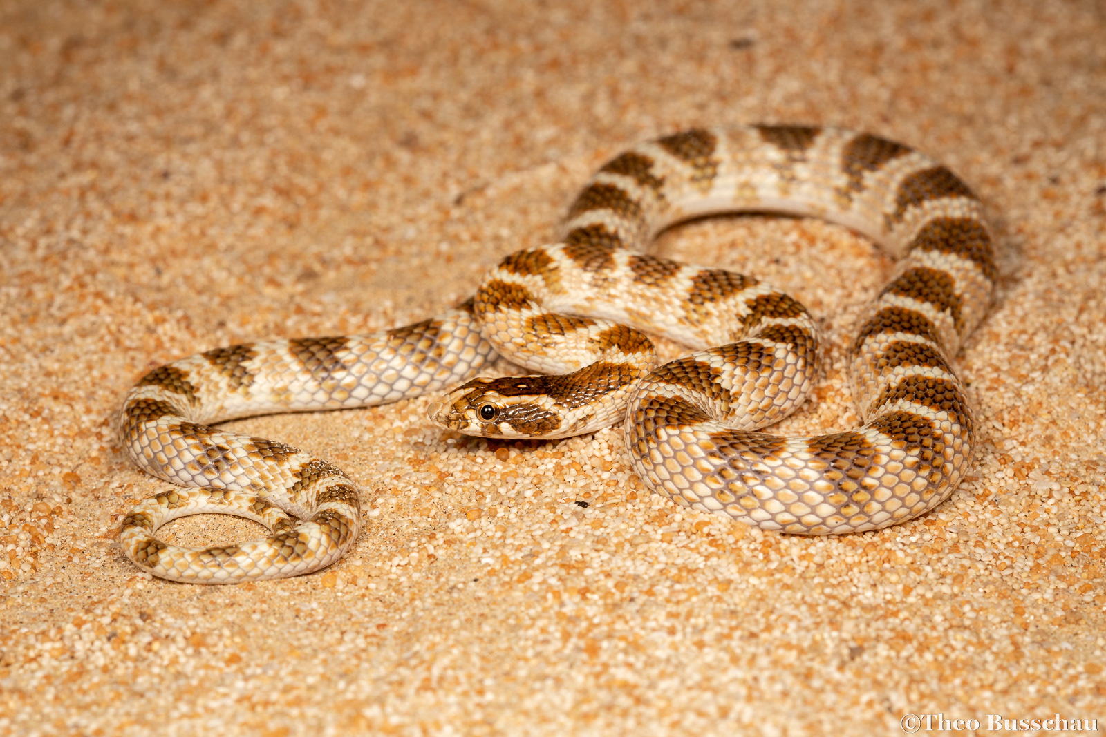 Awl-headed Snake , Abu Dhabi, United Arab Emirates.