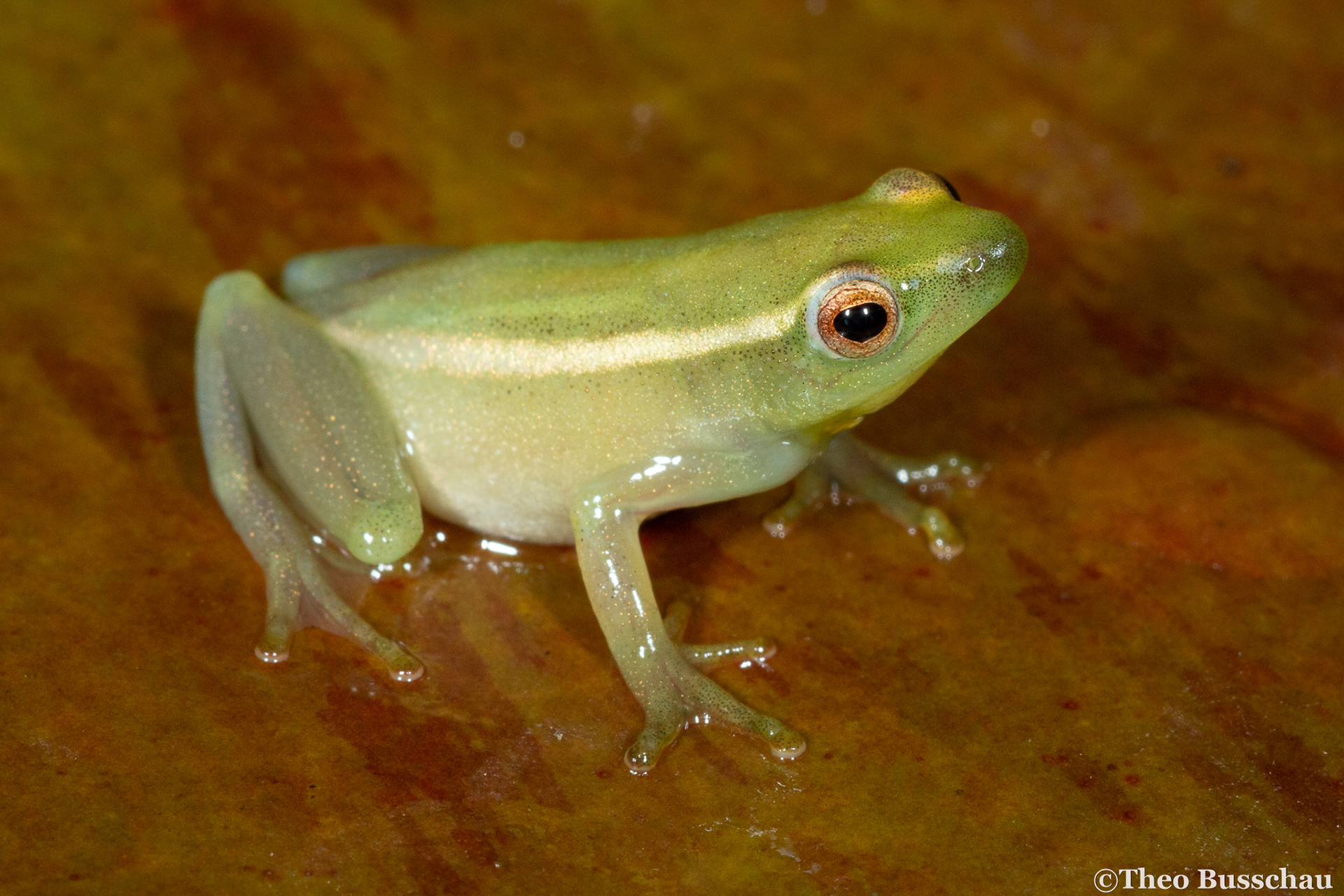Power's reed frog, Eastern Cape, South Africa.