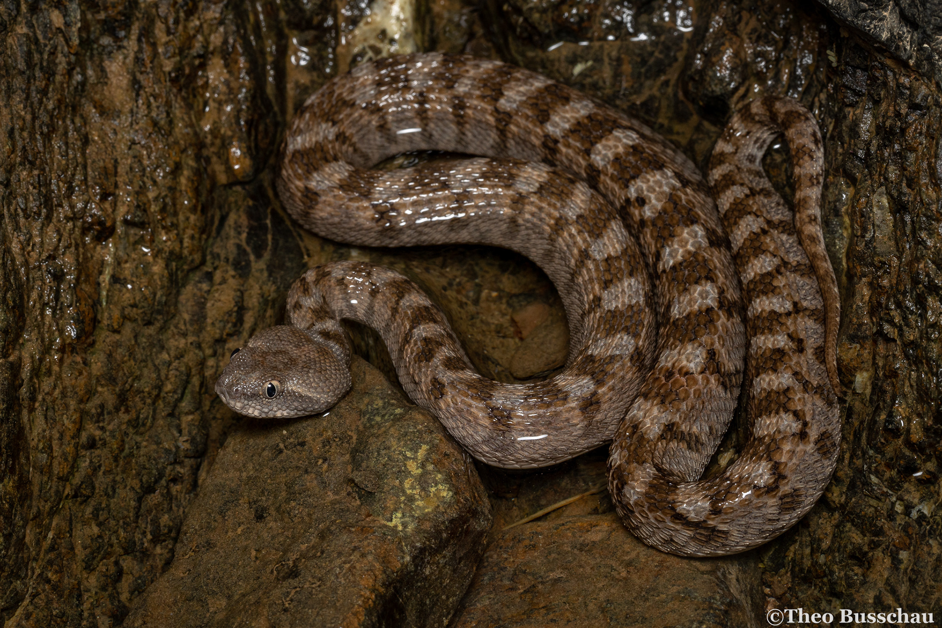 Oman saw-scaled viper, Fujairah, United Arab Emirates.
