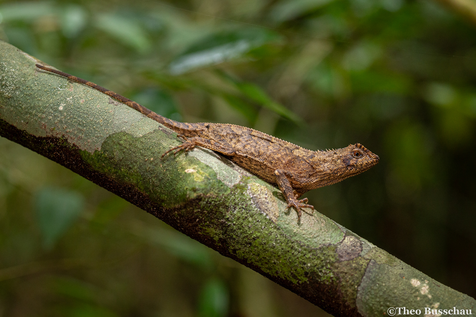 Crowned spiny lizard, Dong Nai, Vietnam.