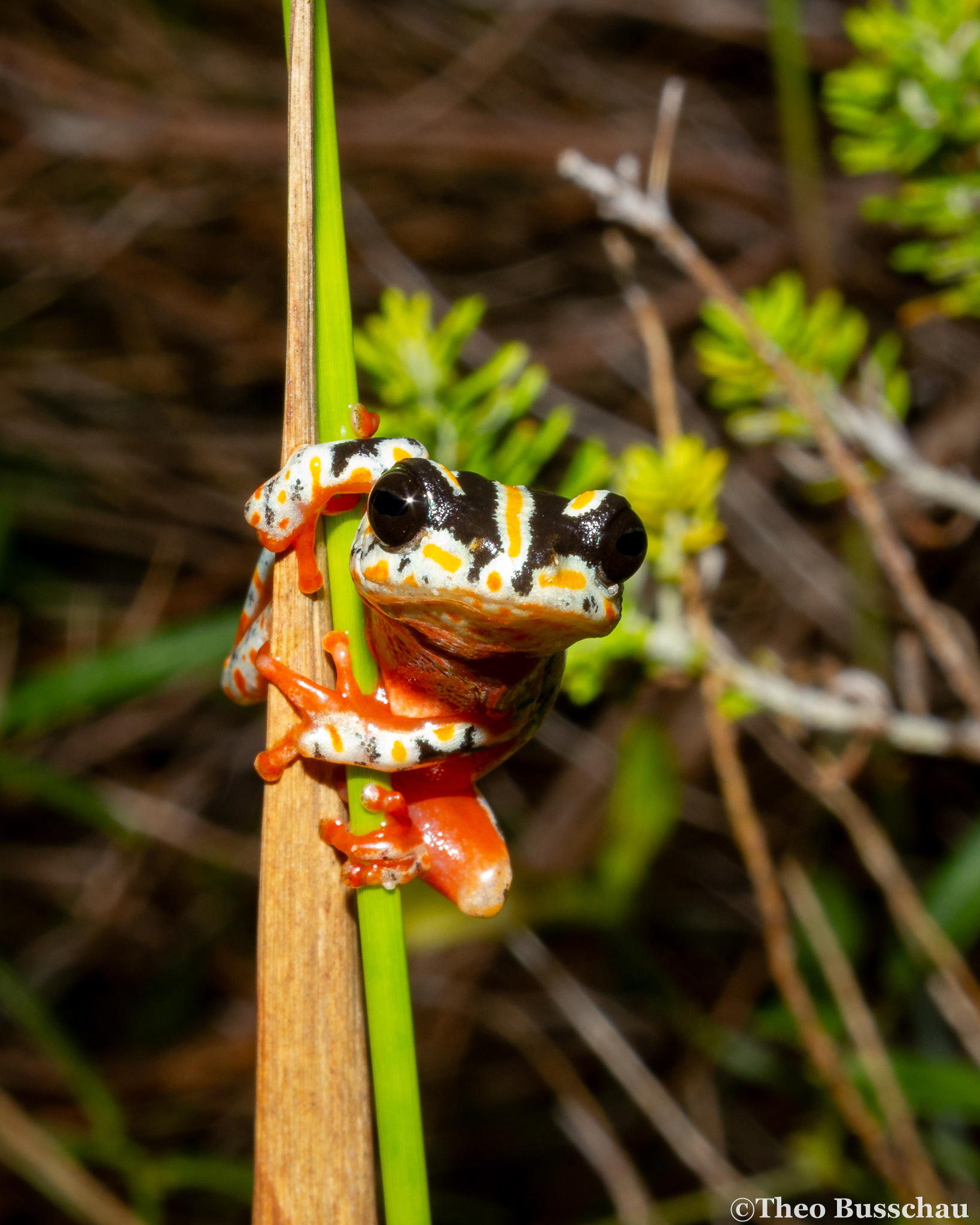 Painted reed frog, Zitundo, Mozambique.