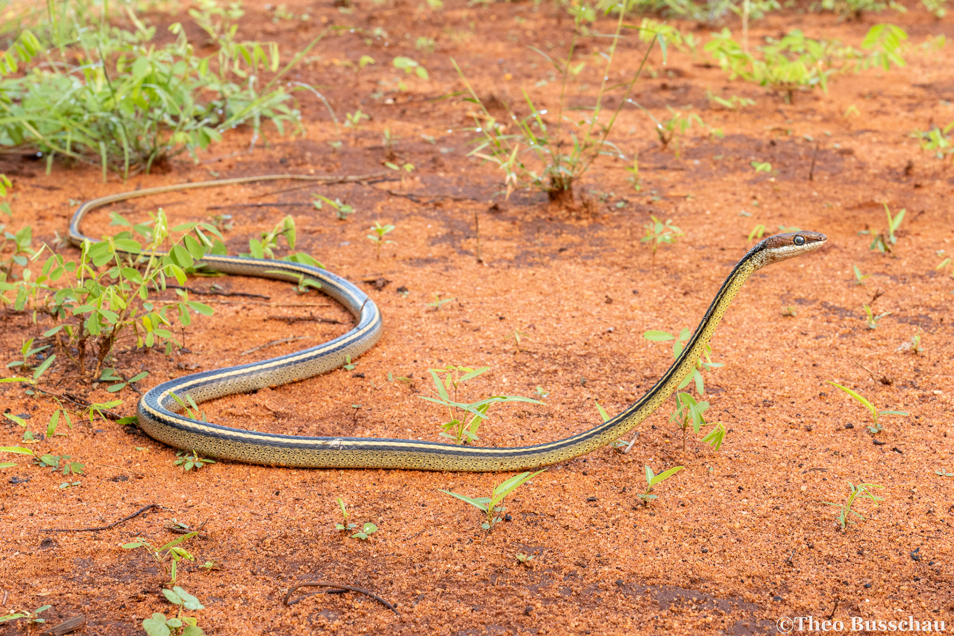 Speckled sand snake, Taita-Taveta, Kenya.