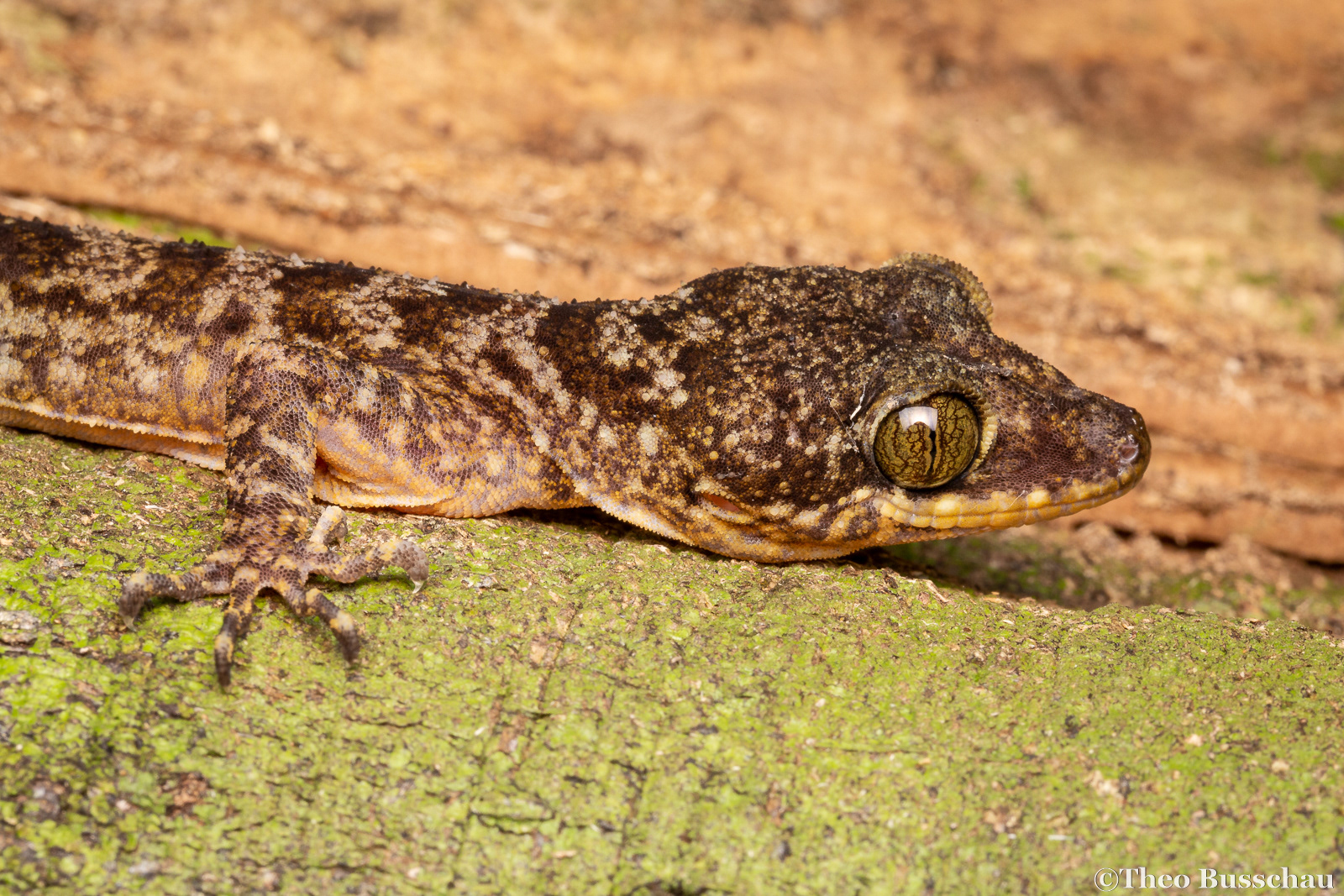 Yoshi's bow-fingered gecko, Sabah, Malaysia.