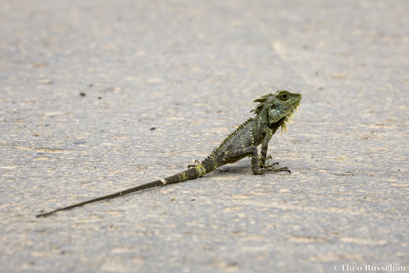 Kinabalu crested agama, Sabah, Malaysia.