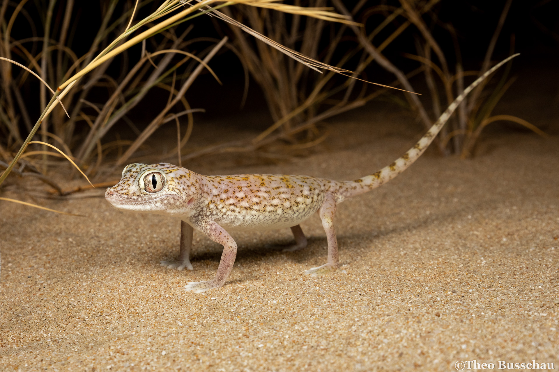 Doria's short-fingered gecko, Abu Dhabi, United Arab Emirates.