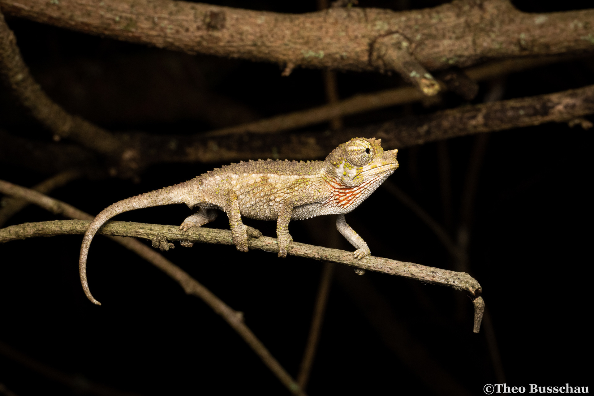 Jackson's chameleon, Nairobi, Kenya.