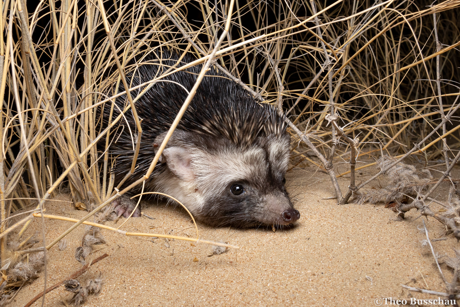Desert hedgehog, Dubai, United Arab Emirates.