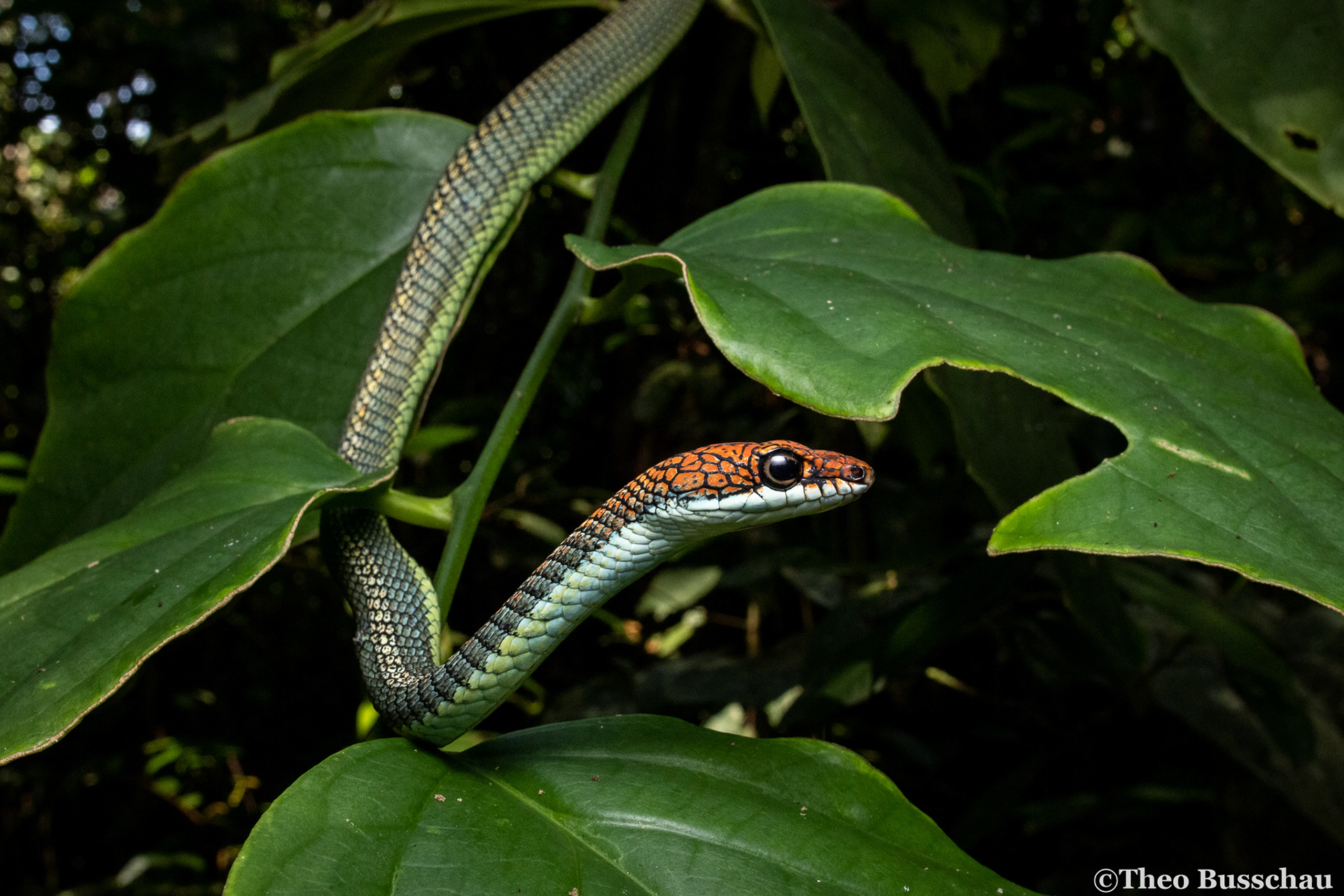 Paradise flying snake, Sabah, Malaysia.
