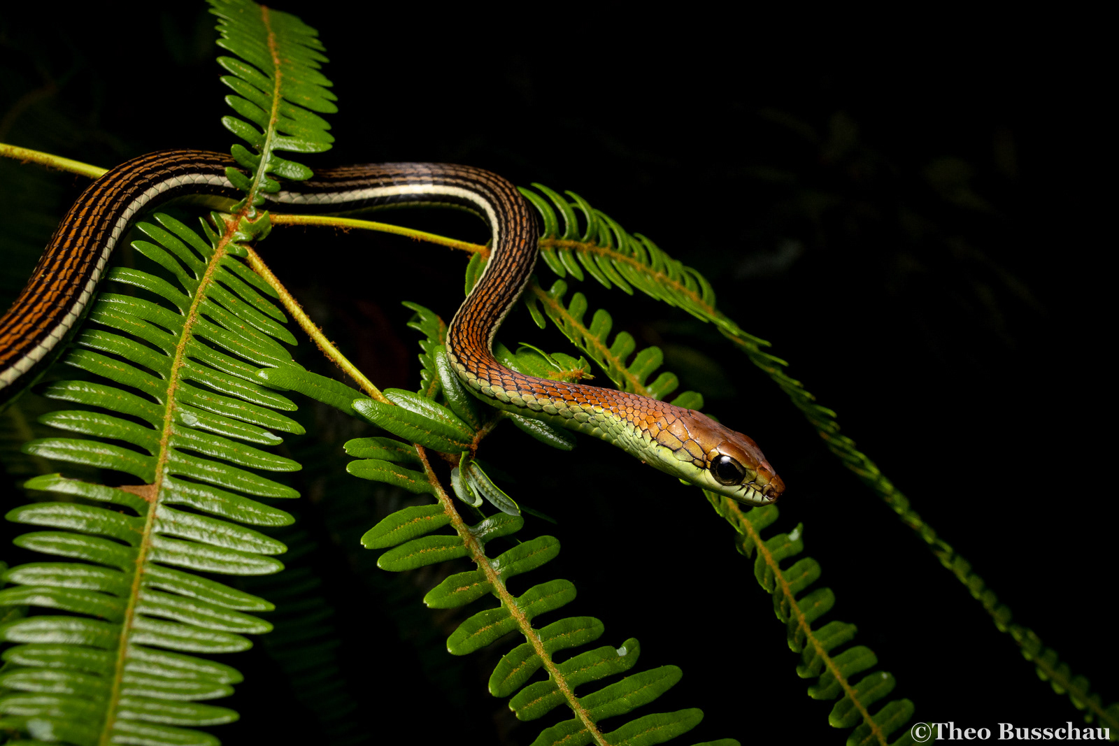 Striped bronzeback, Sabah, Malaysia.