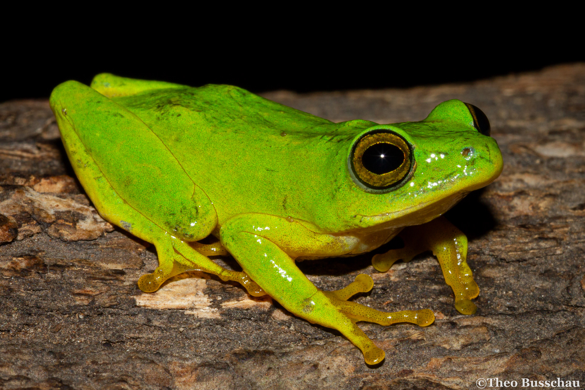 Tinker reed frog, Zitundo, Mozambique.