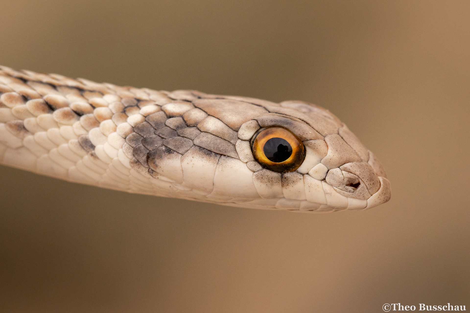 Hooded malpolon , Dubai, United Arab Emirates.