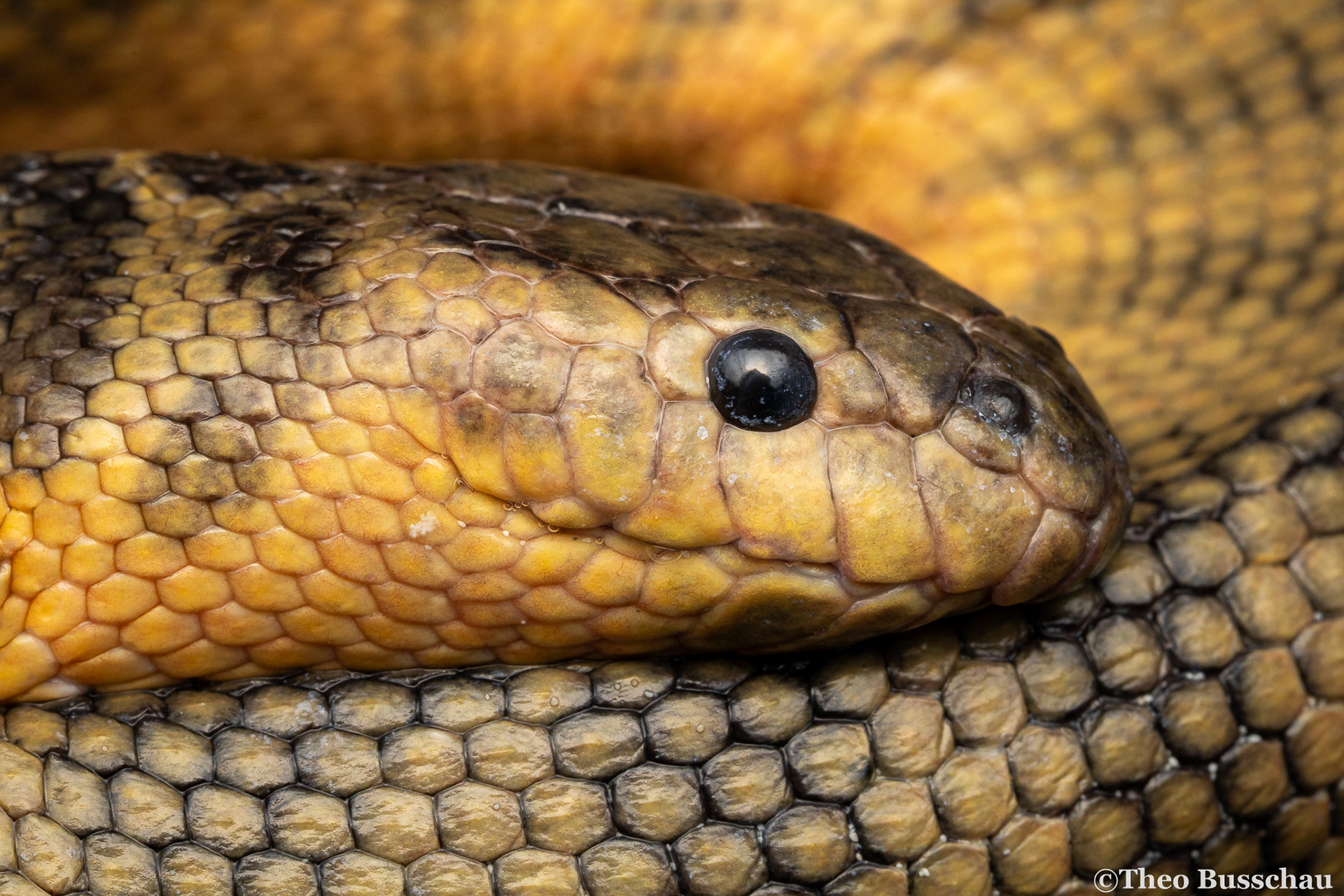 Spine-bellied sea snake, Abu Dhabi, United Arab Emirates.